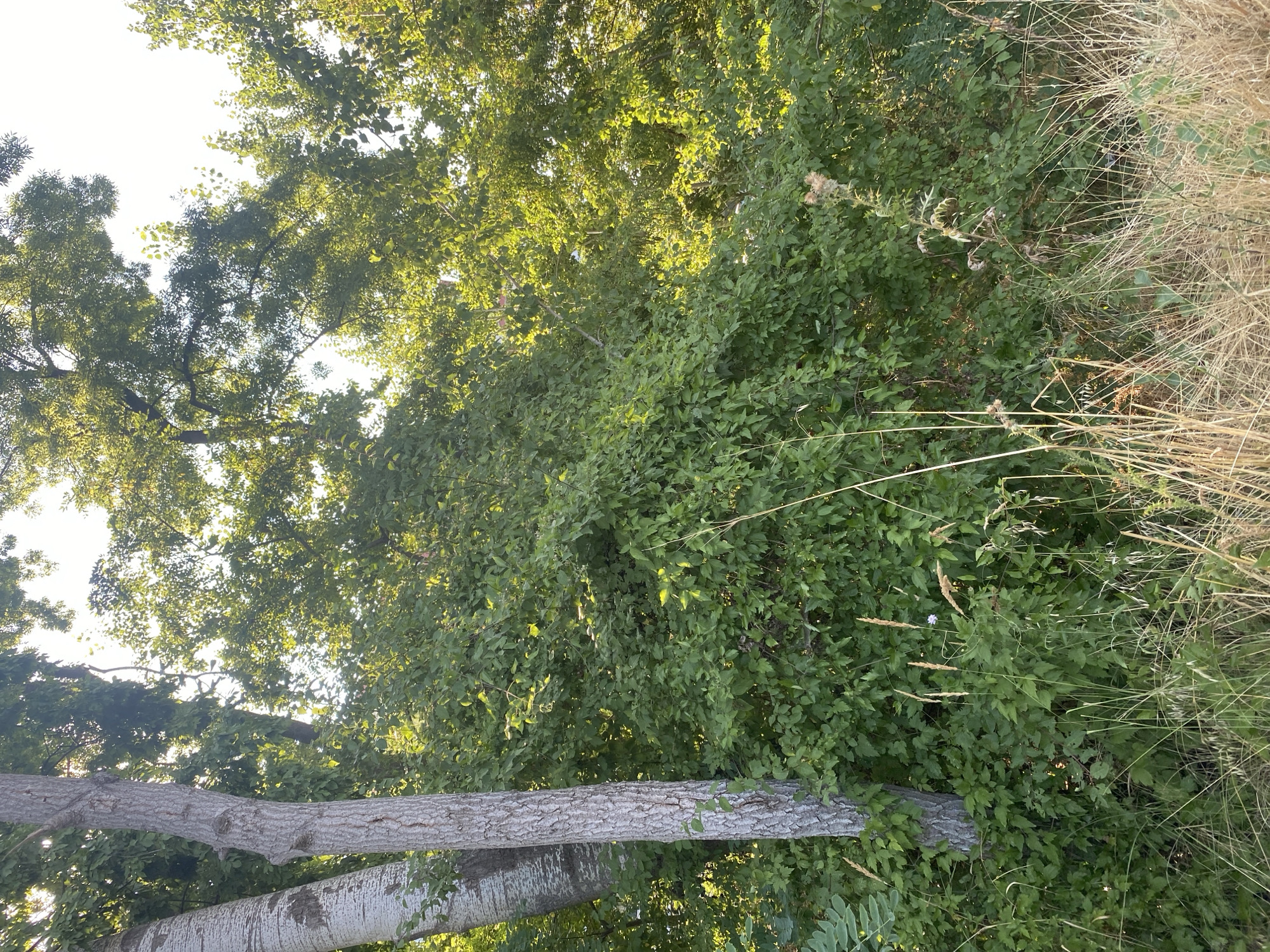 The image shows a dense thicket of green bushes and trees, with tall, dry grass in the foreground. A large tree trunk with grey bark is visible on the left side of the image, partially obscured by the foliage. Sunlight filters through the leaves, creating bright highlights and dappled shadows. In the background, more trees and greenery are visible, suggesting a natural or park-like environment. There are no people or animals present in the scene. The overall impression is one of lush, overgrown vegetation. This scene does not depict the city of Nesebar, Bulgaria, as there are no architectural elements or landmarks indicative of that location.