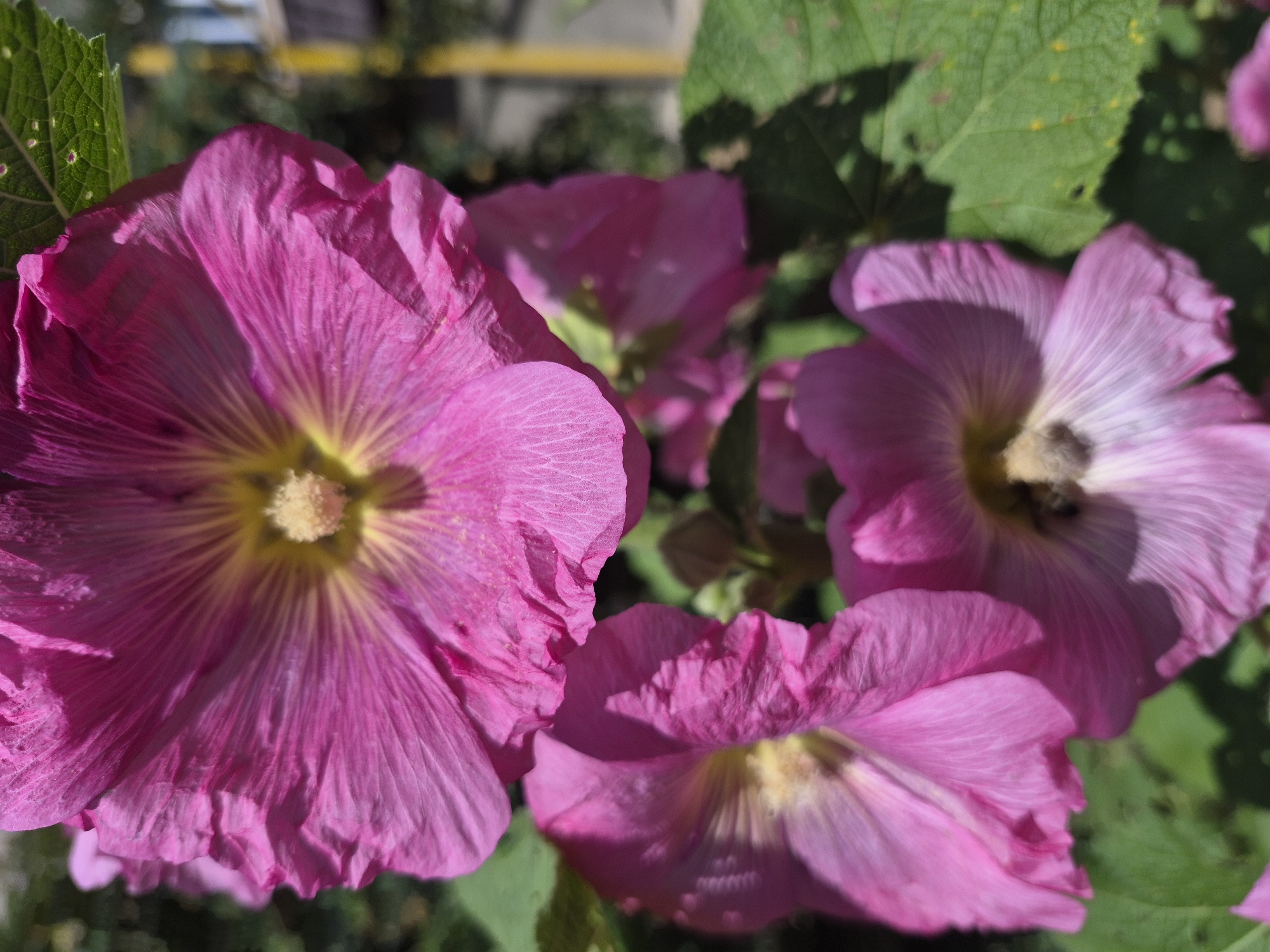 A close-up, vertical shot features several pink hollyhock flowers blooming outdoors, with green leaves and a blurred background suggesting a garden or park setting. The flowers display delicate, crinkled petals with yellow centers, and sunlight highlights their texture. One flower in the foreground has a small insect visible near its center. The overall impression is one of natural beauty and summer bloom.