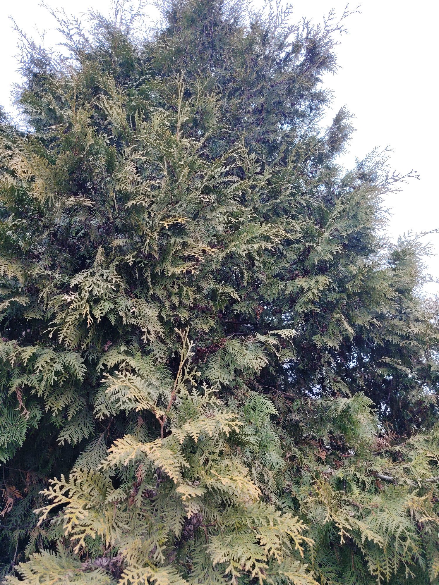 The image shows a close-up view of a large evergreen tree, possibly a cedar or arborvitae. The foliage is dense and layered, with varying shades of green and hints of yellowing or browning in some areas. The sky is visible as a diffused white background in the upper portion of the frame. The location is stated to be in the city of Chaikovsky, Russia, although this cannot be directly verified from the image itself. The scene is static and focuses solely on the tree's physical characteristics.