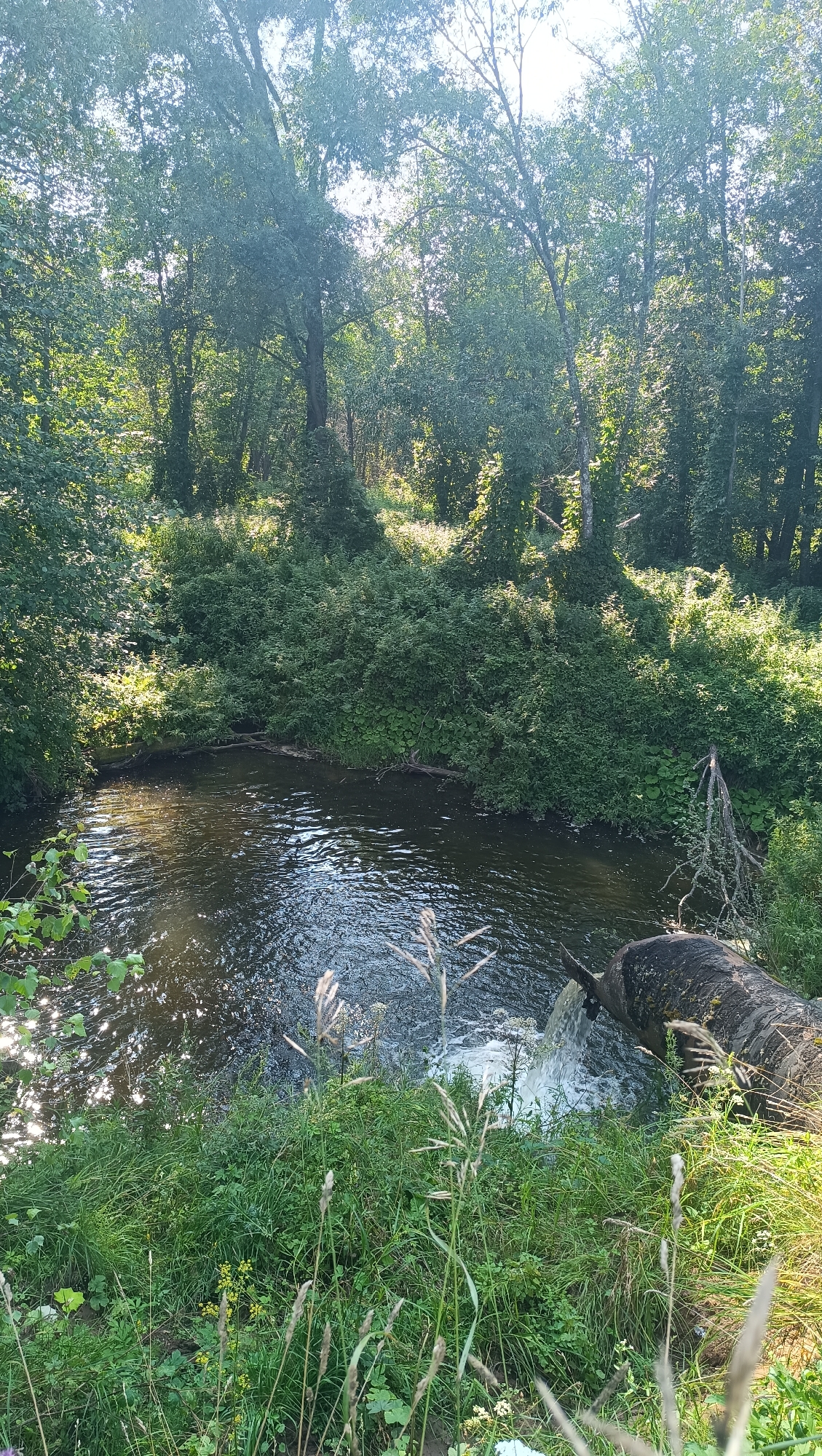A body of dark, rippling water flows past lush green vegetation on its banks. Trees with dense foliage form a backdrop, with sunlight filtering through the leaves. On the right side of the image, a large, dark, hollow log is partially submerged in the water, with a stream of white water gushing out from its end. The foreground is filled with tall grasses and some smaller plants, creating a natural, untamed setting. The scene appears to be a rural or natural area, possibly a river or stream, with no immediate signs of human structures or activity beyond the log which may be part of a man-made structure or a natural feature. The geographical location in Karsha, Russia is not discernible from the visual information provided.