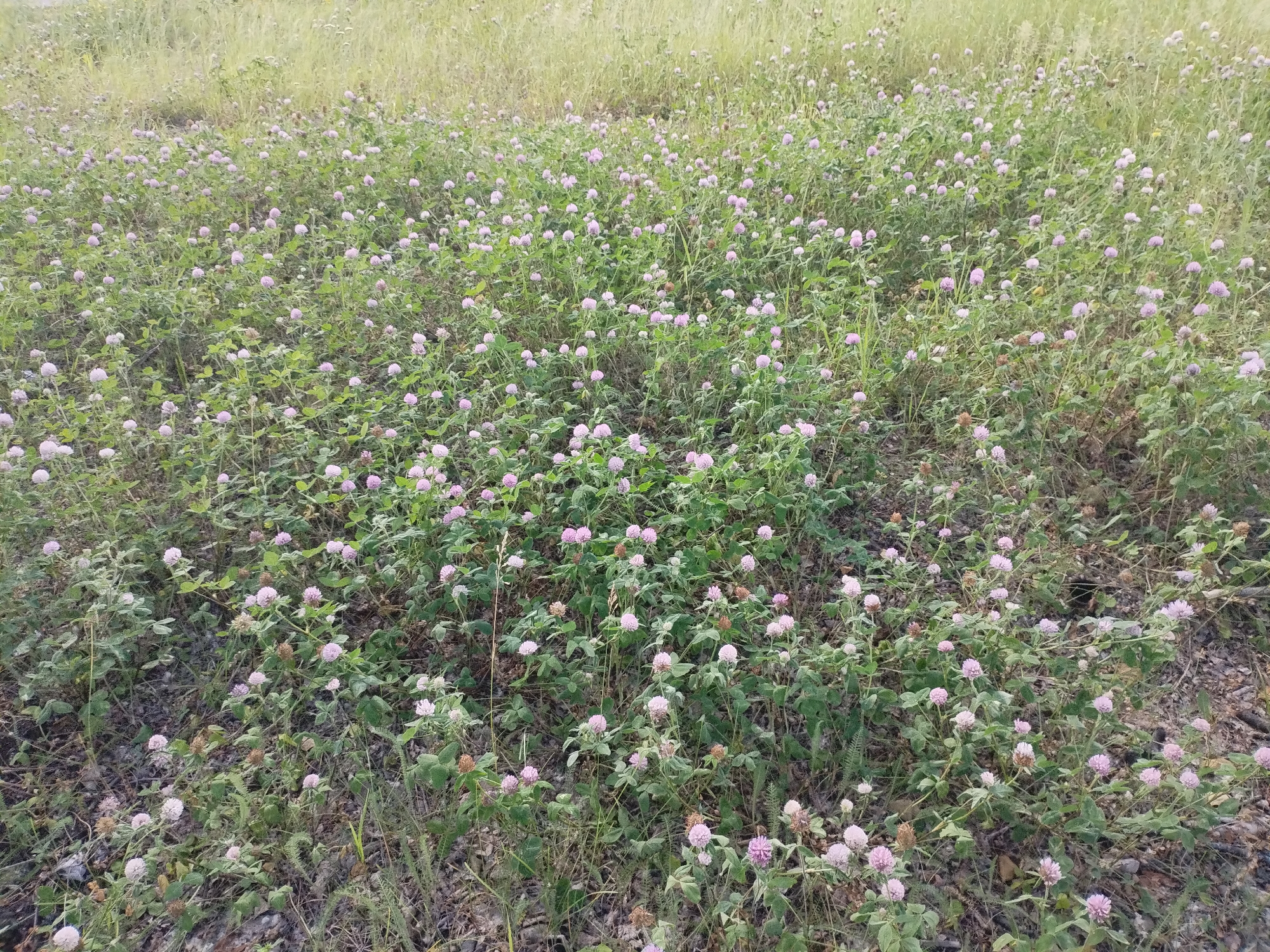 A medium shot captures a field densely populated with small, light purple clover flowers and green foliage. The flowers are the primary subjects, distributed across the frame with varying degrees of prominence. The ground beneath is a mix of soil and dried leaves, indicating a natural, outdoor environment. In the background, taller, dry grass creates a blurred backdrop, suggesting a late summer or early autumn season. The lighting appears to be natural daylight, casting subtle shadows. There are no people or animals visible in the image. The scene is static, depicting a natural landscape.