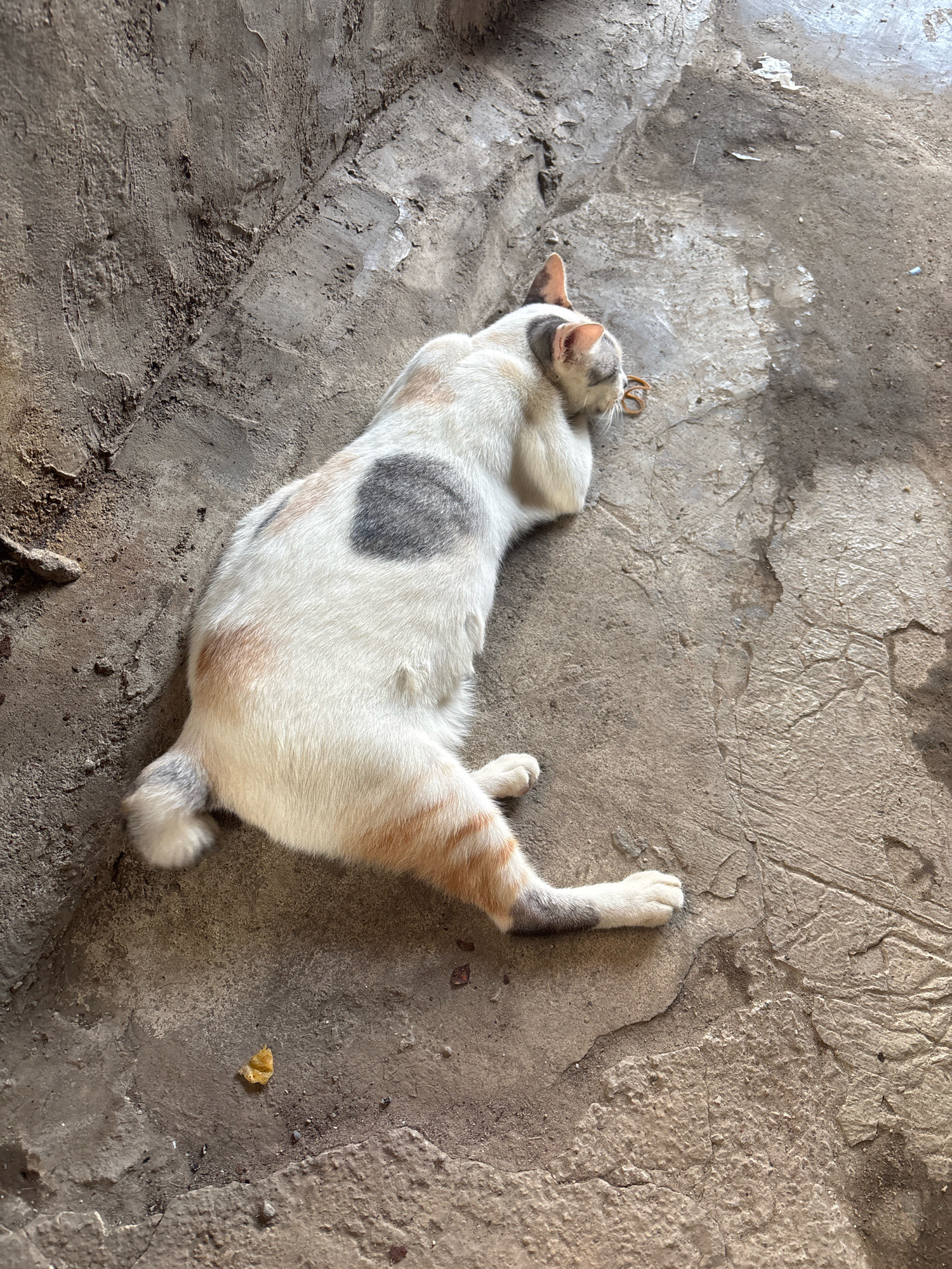 A calico cat with patches of white, gray, and orange lies on a textured concrete surface. The cat is curled up with its head resting on its paws, appearing to be asleep or relaxed. A small, light-colored piece of debris, possibly a leaf or a piece of food, is visible on the concrete to the lower left of the cat. The concrete surface shows signs of wear and tear, with cracks and variations in color. The scene is likely outdoors, possibly in a courtyard or alleyway. The location is identified as East Jakarta, Indonesia.
