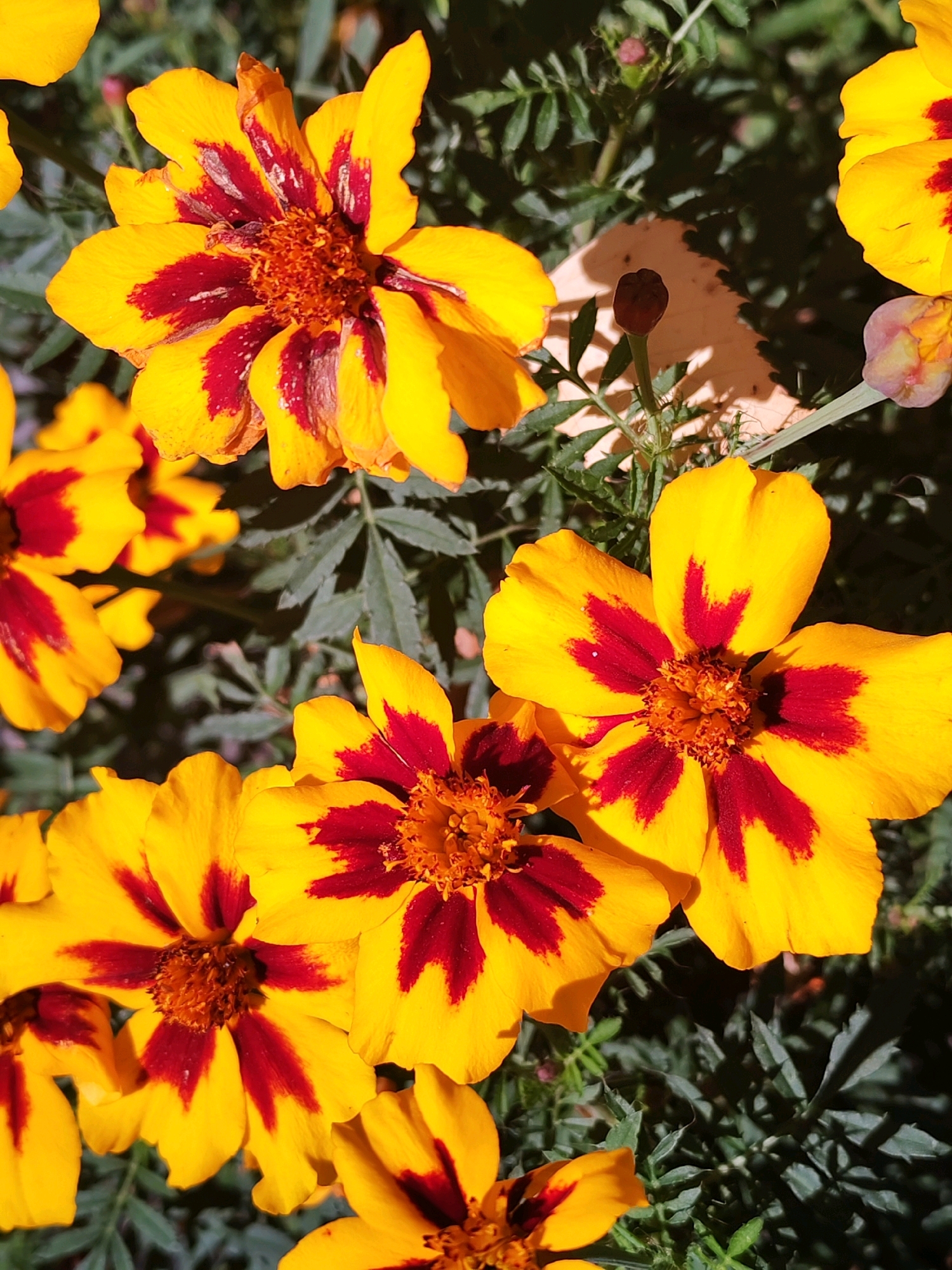 The image displays a close-up, high-angle shot of several blooming marigold flowers. The flowers are predominantly yellow with striking dark red markings in the center of each petal. The petals are slightly ruffled, and the centers are filled with small, tightly packed florets in shades of orange and brown. The background consists of dark green foliage, some of which is out of focus, creating a shallow depth of field. Sunlight appears to be illuminating the flowers from the top right, casting subtle shadows and highlighting the textures of the petals. One of the flowers in the upper center shows some slight wilting on its edges. There is also a dark reddish-brown bud and a pale pinkish-purple bud visible amongst the foliage. The scene appears to be a garden setting, and the quality of the image suggests it was taken with a modern digital camera or smartphone. There is no indication of the specific location within Chaikovsky, Russia, other than it is an outdoor natural environment with flowering plants.
