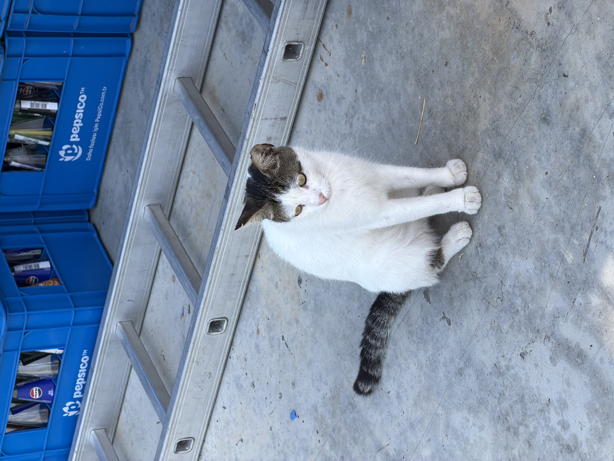 A white and tabby cat sits on a concrete surface, with a silver ladder positioned behind it and blue Pepsi crates filled with bottles in the background. The cat has green eyes and is looking to its right. The scene appears to be outdoors, possibly in a service area or storage space. The Pepsi crates suggest a commercial setting, and the overall environment is somewhat utilitarian. No people are visible in the image.