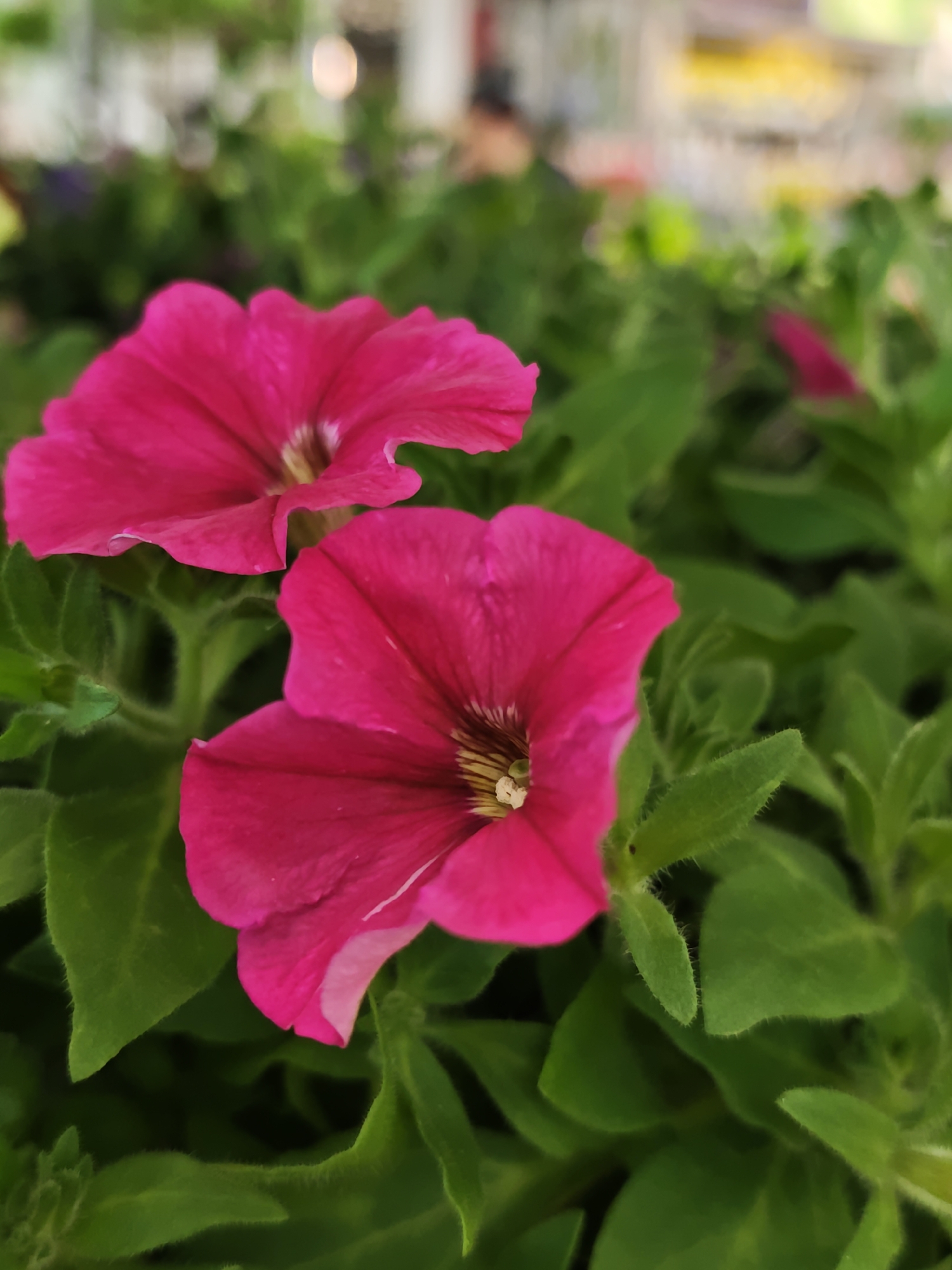 The image shows two vibrant pink petunia flowers in full bloom, surrounded by lush green foliage. The flowers are the main subjects, their petals displaying a rich, uniform color with slight variations in tone. The leaves are densely packed, creating a vibrant green backdrop for the flowers. The background is blurred, suggesting a shallow depth of field and an outdoor setting. The blurred background includes hints of light and other greenery, indicating a public or garden area. There is no information in the image to determine it is in Vinnytsia, Ukraine.