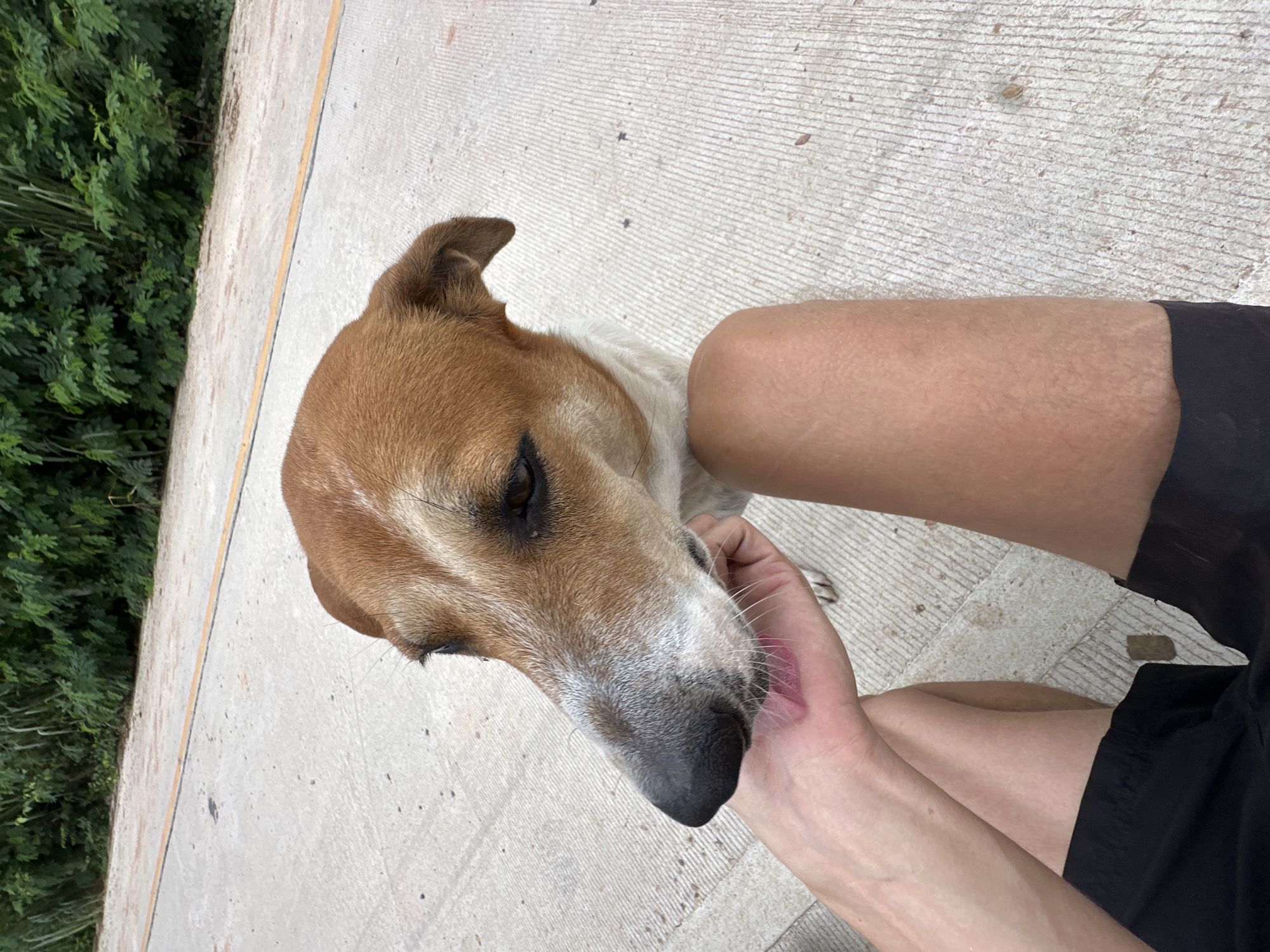 A close-up, over-the-shoulder shot shows a person's hand gently touching the snout of a brown and white dog. The dog's pink tongue is visible, licking the person's palm. The dog's head is tilted, and its eyes are looking downwards. The background reveals a concrete surface with a yellow stripe, possibly a road or pathway, lined by lush green trees and vegetation. This scene appears to be in Rawai, Thailand, given the tropical foliage and the type of paving. The person is wearing black shorts, and their legs are also visible. The lighting suggests it is daytime.