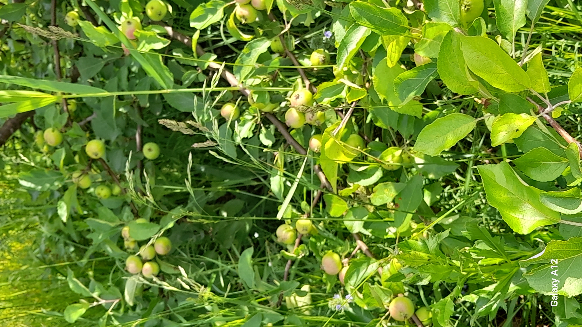 The image shows a close-up view of a tree branch laden with small, green apples. The apples are clustered together, some showing a slight blush of pink. The branch is surrounded by lush green foliage and grass, suggesting an outdoor natural setting. The lighting indicates it is daytime, with sunlight filtering through the leaves, creating dappled shadows. There are no people visible in the image. The composition is natural and unposed, focusing on the details of the fruit and its surroundings. The image was captured in the Markovsky district of Russia.