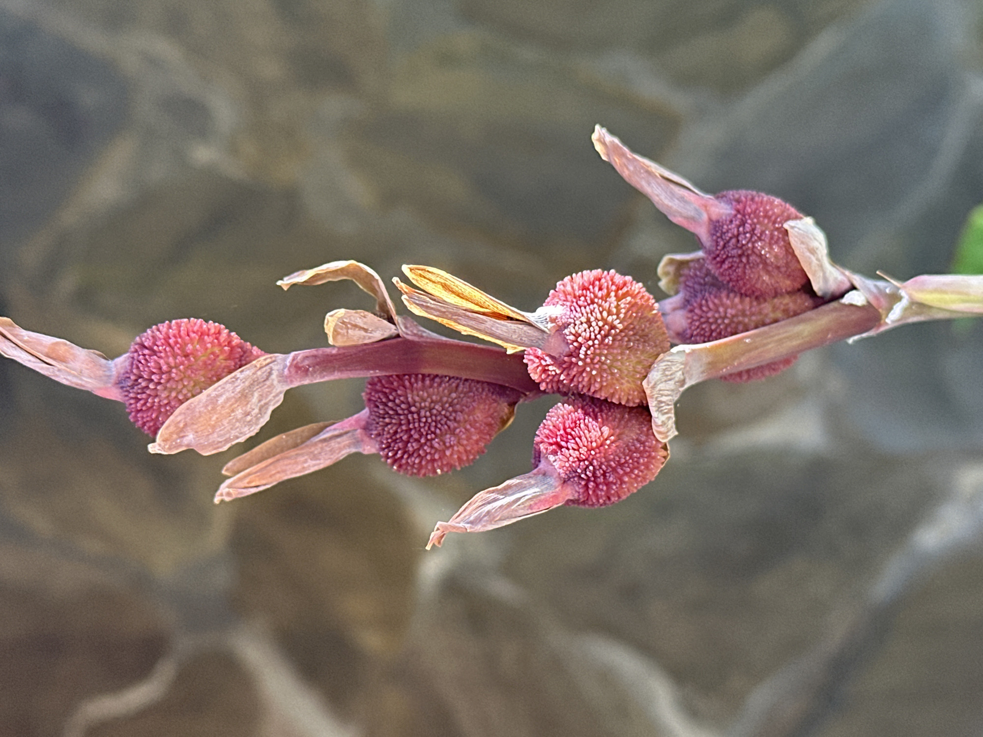 A close-up, vertical shot showcases the seed pods of a Canna Lily plant against a blurred, muted background. The seed pods are spherical and covered in tiny, raised bumps, giving them a textured, almost prickly appearance. They are clustered on a reddish-purple stem, with some dried, papery remnants of petals or bracts clinging to them. The lighting highlights the vibrant pinkish-red of the seed pods, creating a stark contrast with the duller tones of the background, which appears to be a textured wall or rock face. The scene is devoid of human presence. This image was likely taken in a garden or natural setting within Sochi, Russia, a city known for its subtropical climate and diverse flora.