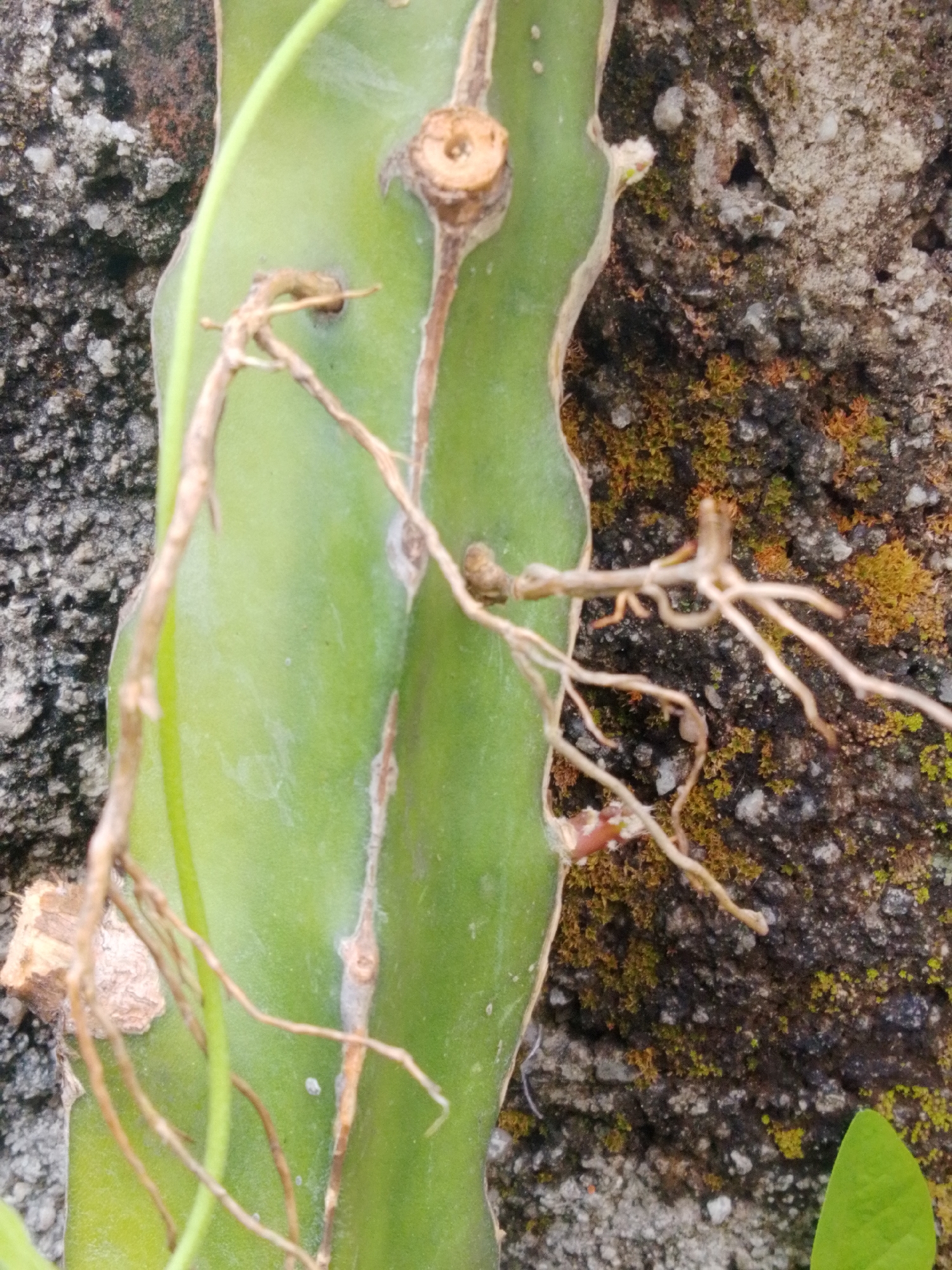 The image shows a close-up view of a green, segmented cactus-like plant stem, likely a dragon fruit plant, with aerial roots extending from it. The plant is growing against a textured, gray concrete wall that is partially covered with green and orange moss. The background is a rough, greyish surface with patches of moss. The lighting suggests it is daytime. The scene appears to be in an outdoor environment. No people or animals are visible. The overall impression is one of urban vegetation, possibly in a garden or on a building's exterior wall. The presence of moss suggests a humid environment.