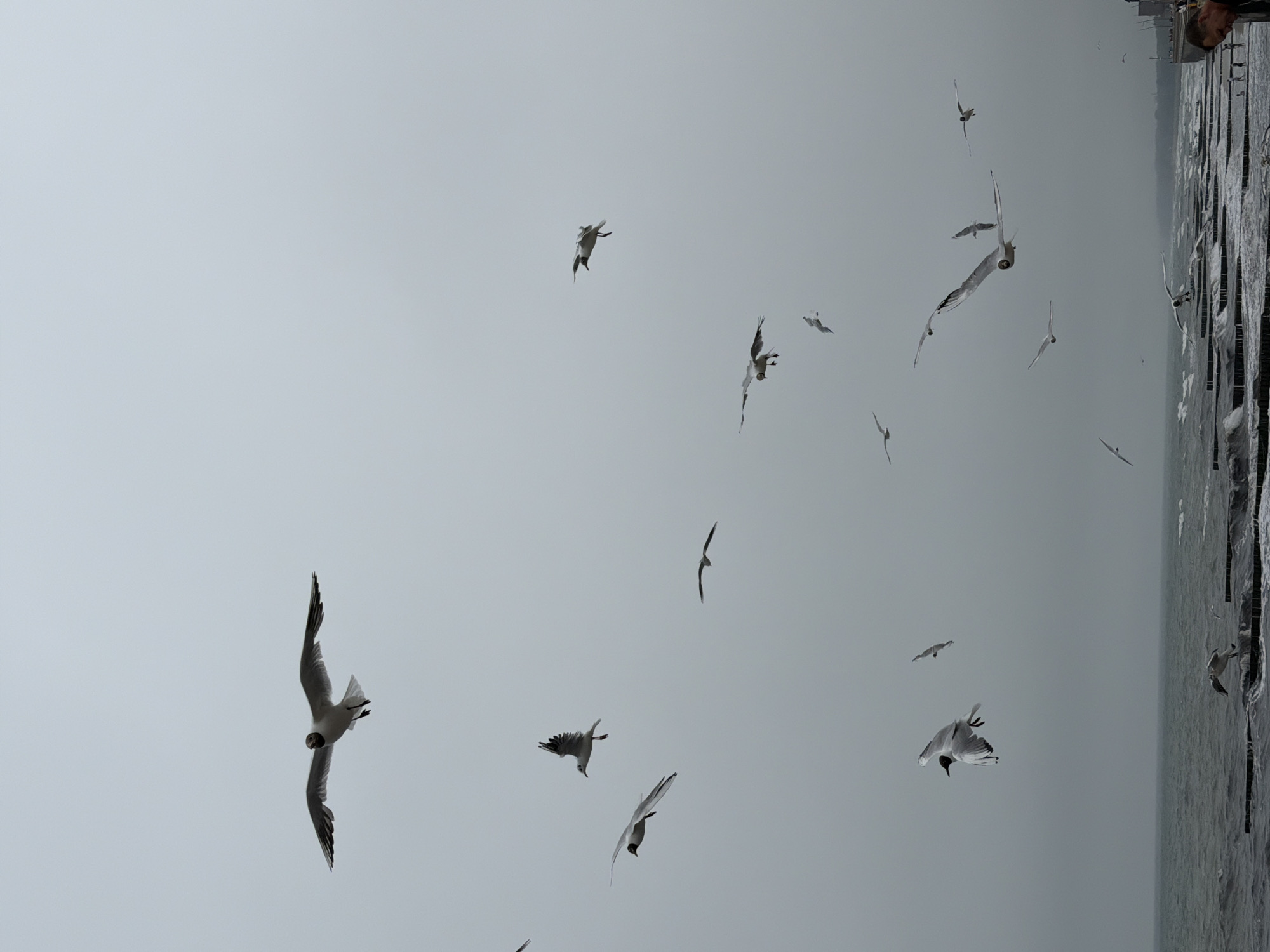 This image captures a flock of seagulls in flight over the Baltic Sea, near the coast of Zelenogradsk, Russia. The sky is overcast and grey, creating a muted atmosphere. The choppy, dark water of the sea is visible in the foreground, with wooden breakwaters extending into the water. Several seagulls are in various stages of flight, with their wings spread wide. One person, a male with dark hair and a beard, is visible on the right side of the image, near the shore. The overall scene depicts a common coastal landscape in Zelenogradsk, characterized by the presence of seagulls and the rugged beauty of the Baltic Sea.