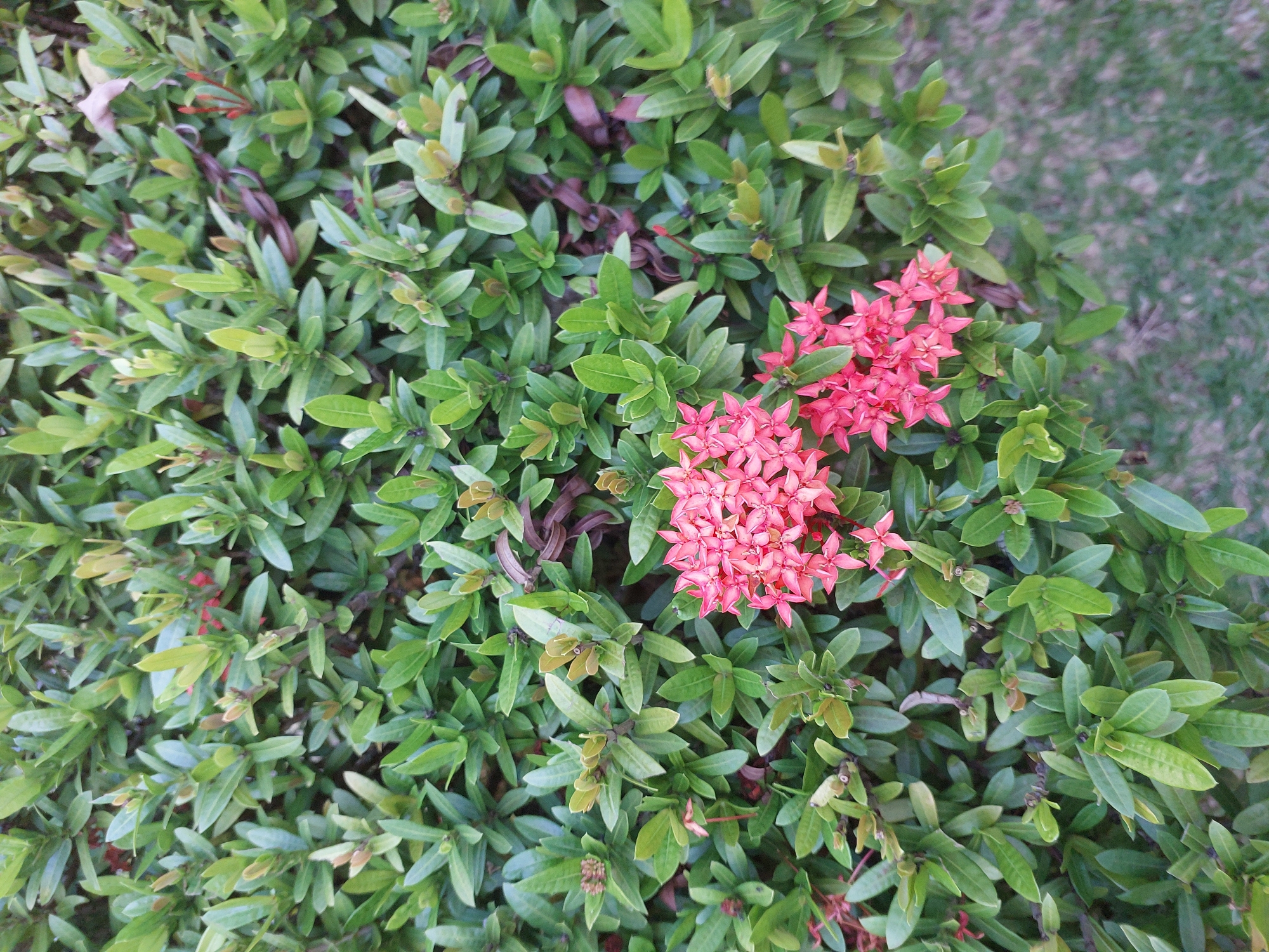 The image is a close-up, eye-level view of a dense hedge with clusters of small, bright pink flowers. The hedge is composed of numerous green leaves with some reddish-brown stems and tips visible. The flowers are clustered together in a star shape with four pointed petals. In the lower right portion of the image, a patch of muted green grass is visible, suggesting an outdoor setting. The lighting appears to be natural daylight. The scene is static and shows no people or animals. The image is likely a photograph taken in a garden or park in Baan Mae Nam, Thailand, given the lush greenery and tropical-looking flora.