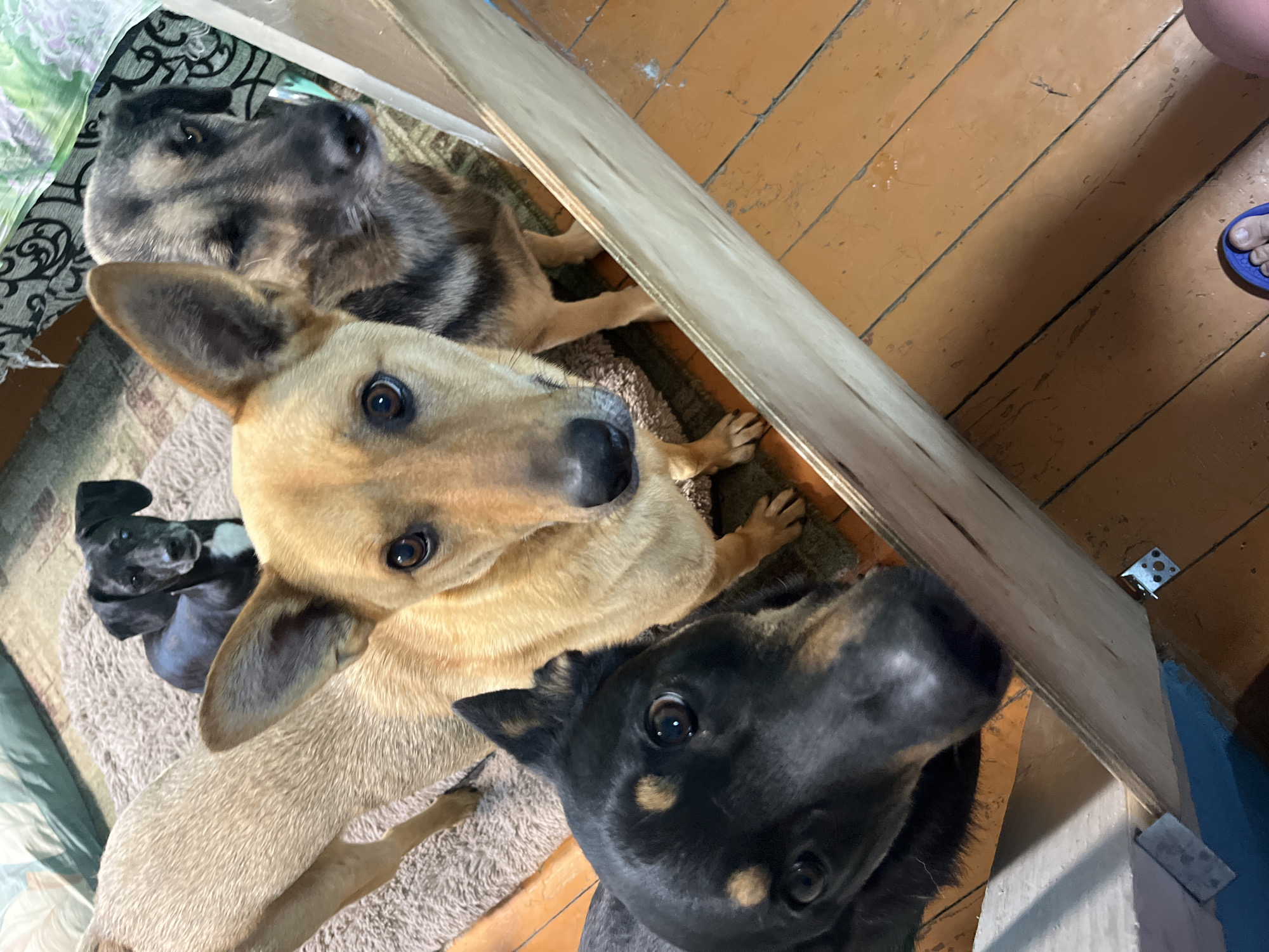 A group of four dogs of various breeds and sizes are gathered on a textured rug and wooden floor. In the foreground, a black dog with tan markings is looking directly at the camera with a concerned expression. To its right and slightly behind, a golden-brown dog with upright ears is also looking forward. Further back, a larger tan dog is partially visible from the side, and behind it, a German Shepherd-like dog with a dark and tan coat is looking towards the right of the frame. The dogs appear to be indoors, with a light-colored wooden structure on the right side of the image and a patterned fabric visible in the upper background. The scene suggests a domestic setting within Nizhny Tagil, Russia, possibly a home or shelter.