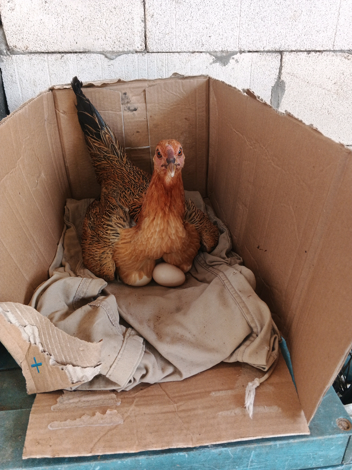A brown hen is nesting on a tan cloth inside a cardboard box. The hen has a reddish-brown and black speckled plumage. Two light brown eggs are visible beneath the hen. The cardboard box is situated in an outdoor setting with a textured concrete block wall in the background. The scene appears to be in a domestic or rural environment, potentially a backyard or simple outdoor shelter. No people are present in the image. The lighting suggests it is daytime. The location is Brangan Mulya, Indonesia.