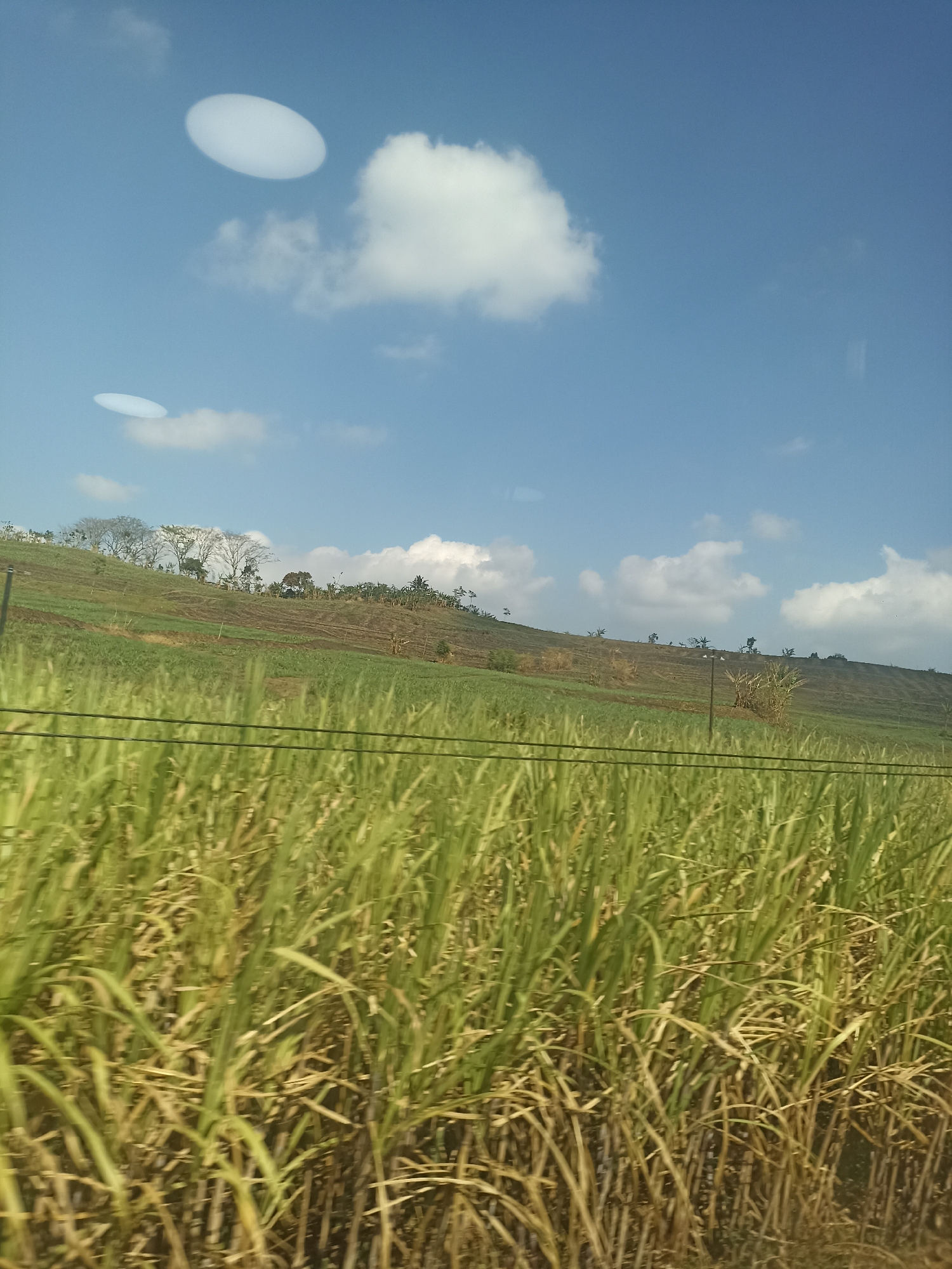 The image depicts a bright, sunny day in Garahan, Indonesia, with a panoramic view of agricultural fields and a clear blue sky. In the foreground, tall green sugarcane stalks dominate the scene, their dense foliage creating a natural barrier. Behind the sugarcane, tiered fields of crops stretch across a rolling hillside, suggesting a terraced farming system. Some fields appear to be freshly tilled, while others are covered in green vegetation. A few scattered trees and shrubs dot the landscape, adding texture and variation.

The sky above is a vibrant blue, punctuated by fluffy white clouds. Two distinct, elongated oval-shaped cloud formations are visible in the upper left portion of the image. The overall impression is one of natural beauty and agricultural productivity, characteristic of rural landscapes. The image appears to have been taken from a moving vehicle, as evidenced by the slight blur in the foreground sugarcane and a subtle reflection on the right side of the sky.