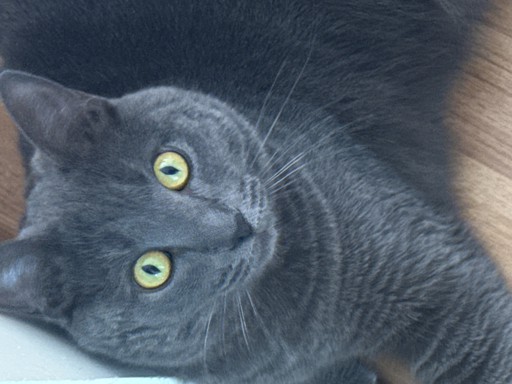 A close-up shot shows a grey cat with yellow-green eyes looking upward. The cat's head is tilted, and its whiskers are visible. The background appears to be a wooden surface and white object. The location is Прикамский, Russia.