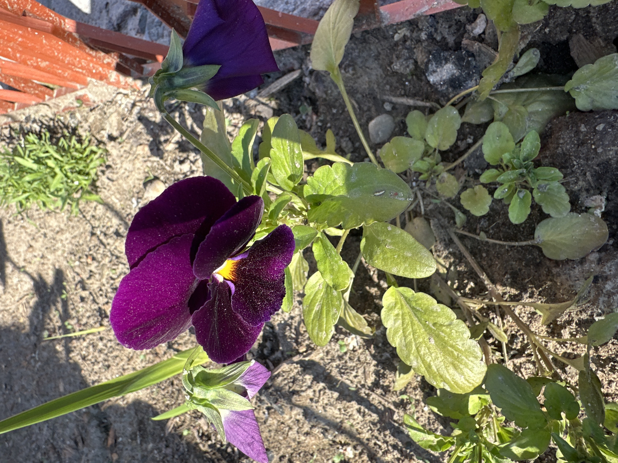 The image shows a close-up view of a deep purple pansy flower with a yellow center, growing in soil near a red metal fence. The flower has velvety petals with a dark, almost black, edge. A second pansy flower, predominantly light purple with some darker veins, is visible to the left, partially obscured by a green leaf. The ground is covered in brown soil, with scattered small stones and some dry, brown plant matter. In the background, a cluster of green, leafy plants grows, and a section of the red fence is prominent on the right side of the frame. Sunlight casts shadows on the ground, indicating it is daytime. The scene appears to be an outdoor garden or planting area within the city of Воронежское-2, Russia.
