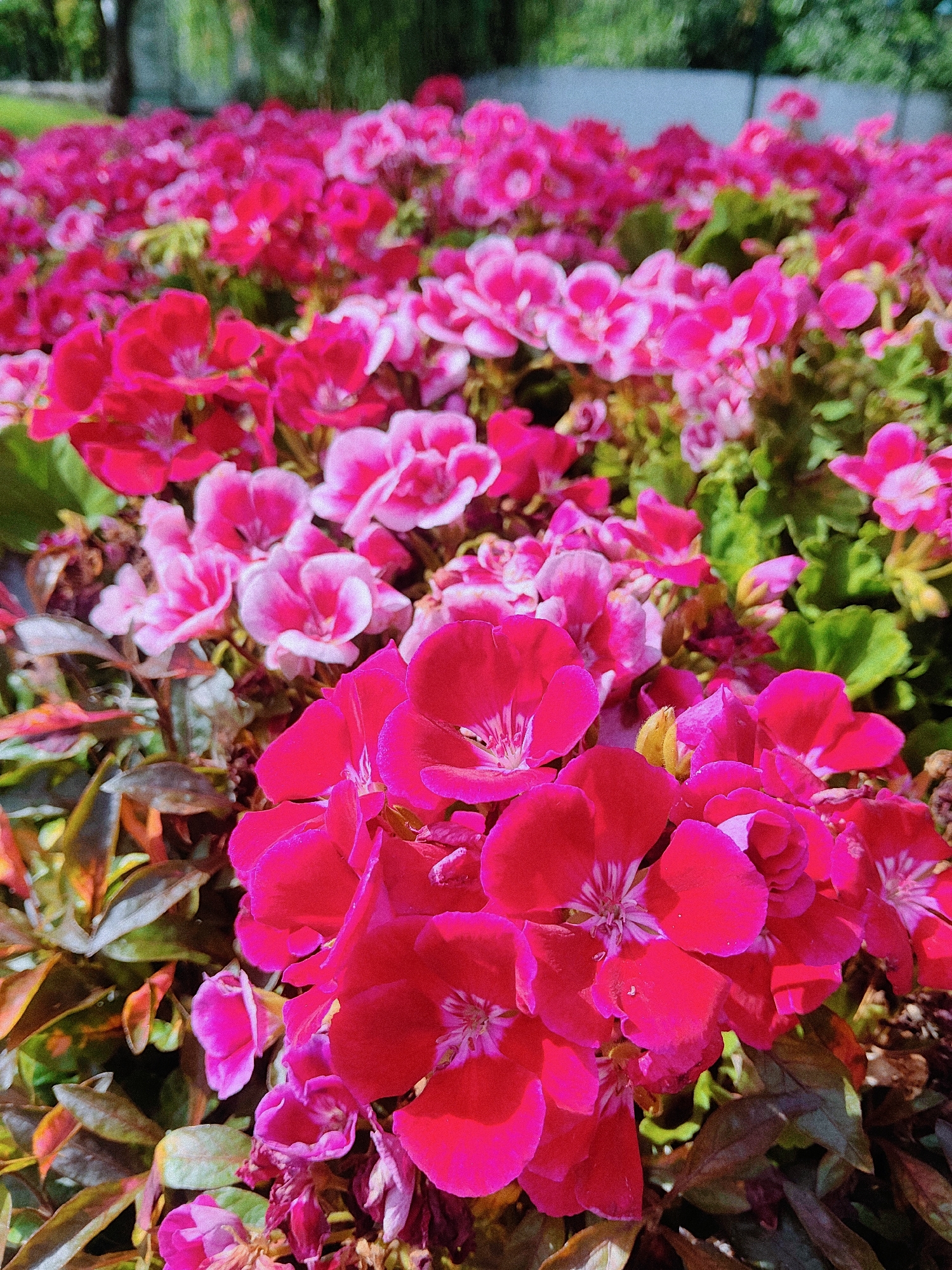 The image is a close-up, eye-level shot of a dense cluster of bright pink and fuchsia flowers, likely geraniums, in full bloom. The flowers are the primary subject, with their petals in sharp focus in the foreground and midground, showcasing intricate vein patterns. Some flowers are fully open, revealing their stamen, while others are buds. The background is a blur of more flowers, green foliage, and what appears to be a light-colored wall or structure, suggesting an outdoor garden or public space. The overall lighting is bright, indicating a sunny day. The image does not contain any people or explicit indicators of the city of Kharkiv, Ukraine, or any specific location within it.