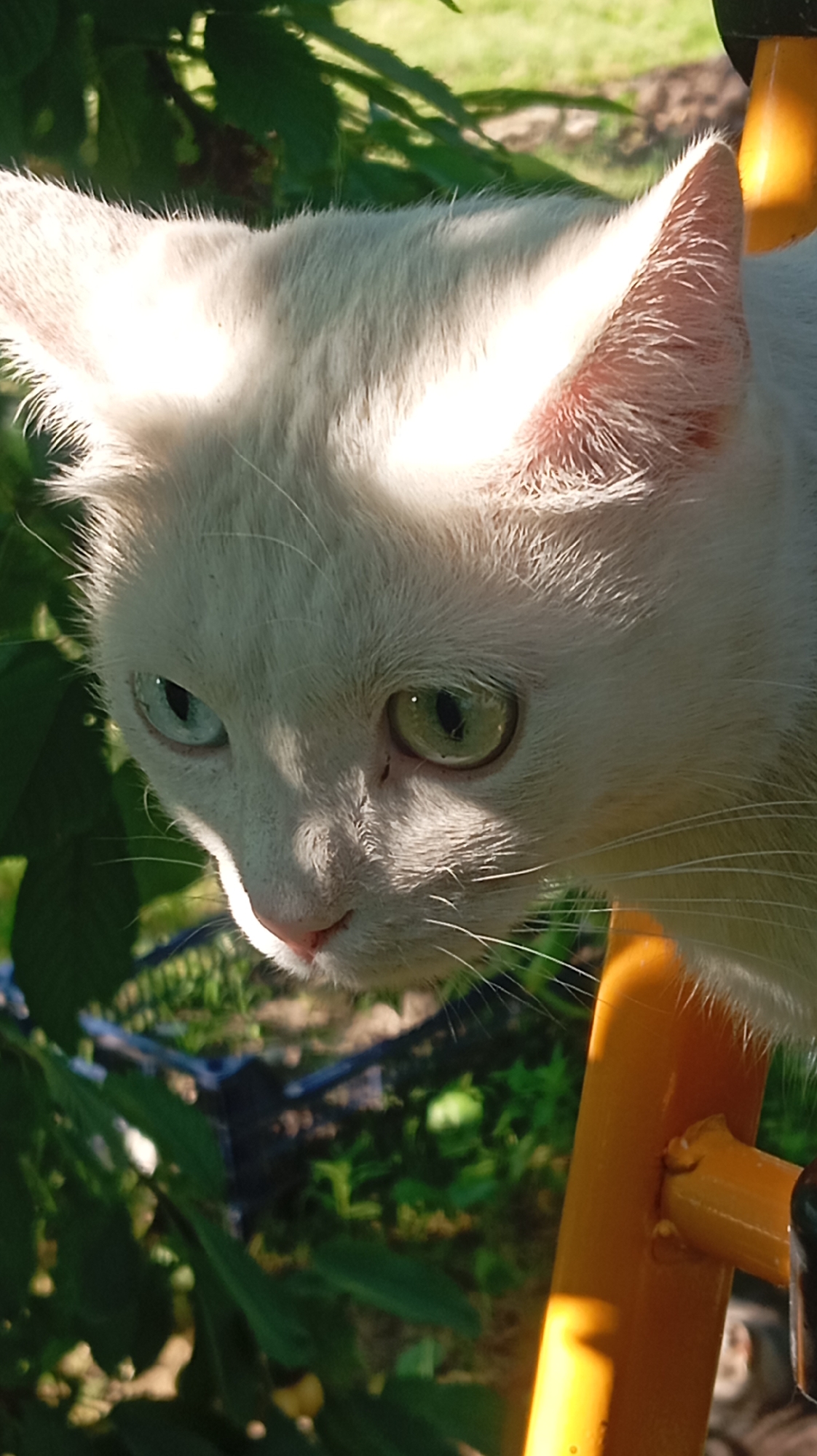 A close-up, outdoor, vertical, eye-level shot focuses on the head and shoulders of a white cat. The cat has heterochromia, with its left eye appearing light blue and its right eye a vibrant green. Sunlight casts shadows and highlights across its face and fur, emphasizing the texture of its white coat. The background is blurred and consists of green foliage and some indistinct objects that suggest an outdoor setting, possibly in a yard or garden. A bright orange, metallic object, likely part of a structure or furniture, is visible on the right side of the frame, partially obscuring the cat. The overall impression is that of a candid portrait of a domestic animal in a natural or semi-natural environment.