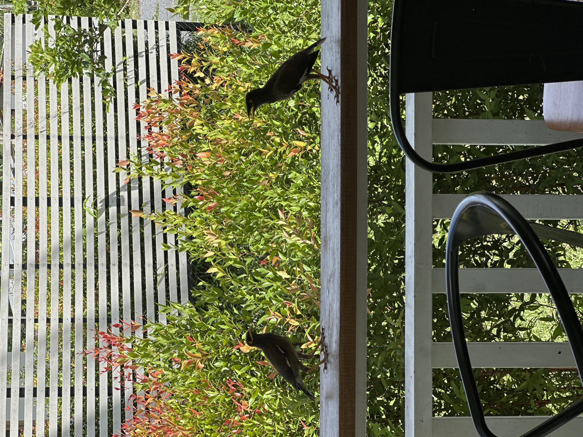 View from a porch or deck in Moo 4, Thailand, featuring two common myna birds perched on a wooden post and searching for food among lush green foliage. A white slatted fence partially obscures the foliage and a paved area beyond. To the right, a black chair frame suggests an outdoor seating arrangement. The scene is bathed in natural light, indicating a sunny day.
