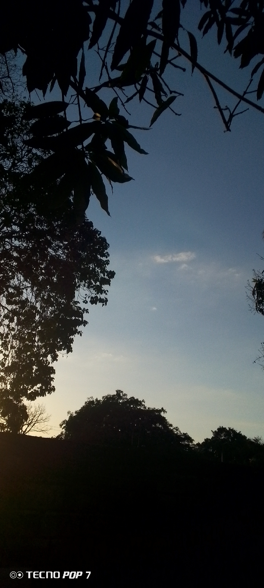 The image presents a tranquil outdoor scene dominated by a clear sky and the dark silhouettes of trees, likely captured during either sunrise or sunset. The sky transitions from a deep, dusky blue at the top of the frame to a lighter, more ethereal blue with hints of a pale glow towards the horizon, particularly visible in the lower left quadrant. A few sparse, wispy clouds are scattered across the mid-sky.
Various trees and branches frame the shot, appearing as stark black cutouts against the brighter backdrop of the sky due to strong backlighting. In the upper half, dense foliage and individual leaves from an overhead tree are prominently silhouetted. A large, bushy tree occupies the mid-left, extending downwards. Towards the bottom, the undulating outline of distant treelines stretches across the horizon. The overall impression is one of serene natural beauty in the twilight hours, typical of a landscape in Altagracia, Venezuela.
A visible watermark "◎ TECNO POP 7" is present in white text at the bottom left corner of the image, indicating the device used to take the photograph.