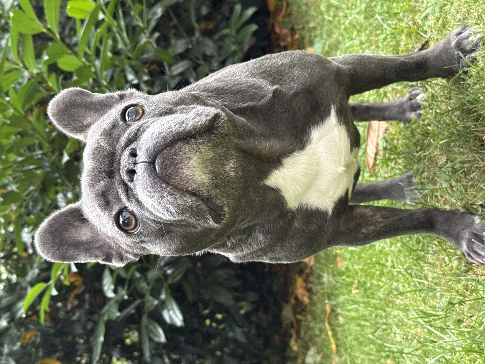A French Bulldog stands on a grassy lawn in front of a dense green hedge. The dog is dark gray with a white chest marking. Its ears are upright and its face is turned slightly upwards. The lighting suggests it is daytime. The image does not contain any elements that can identify its location within Bad Sachsa, Germany.