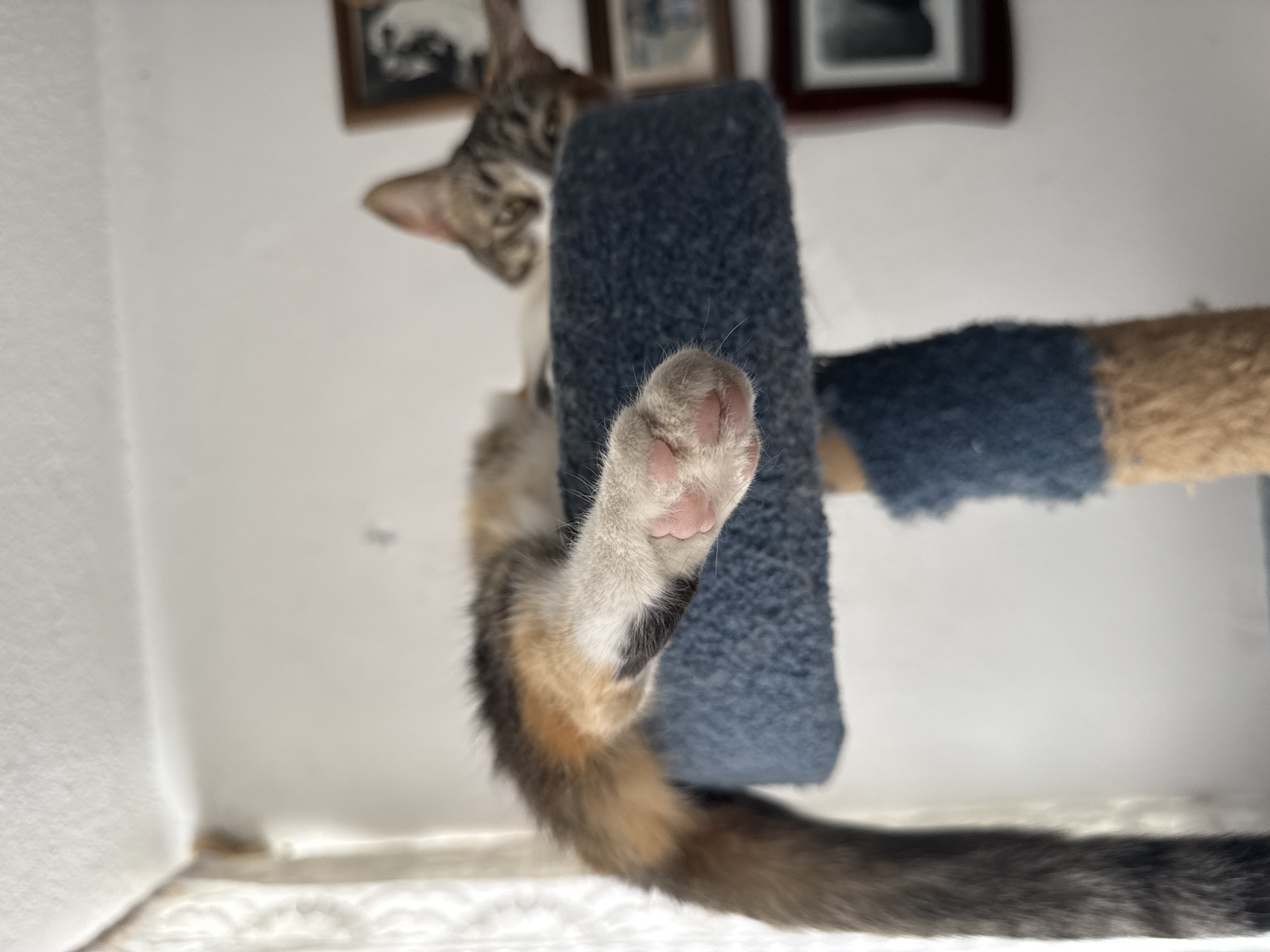 A low-angle, close-up shot captures a domestic cat climbing or interacting with a cat scratch post indoors. The cat's left front paw, with prominent pink toe beans, is stretched out towards the viewer, appearing large in the foreground. Its lower body and tail, displaying a tortoiseshell or calico pattern with shades of brown, black, white, and orange, curve down and to the right. The cat's head is visible in the upper left, partially blurred, showing alert ears and a gaze directed downwards.
The cat is positioned against a cat tree or post, which is covered in blue textured material where the paw is resting, and further to the right, a section of beige textured material is visible. The background consists of a plain white wall, upon which two framed pictures are hung, though their contents are indistinct due to blur and distance. Below the cat and cat post, a white, somewhat textured surface is visible, possibly a carpet or bedding. The lighting is bright and even, indicating a well-lit indoor environment, possibly daytime. No text is visible in the image.