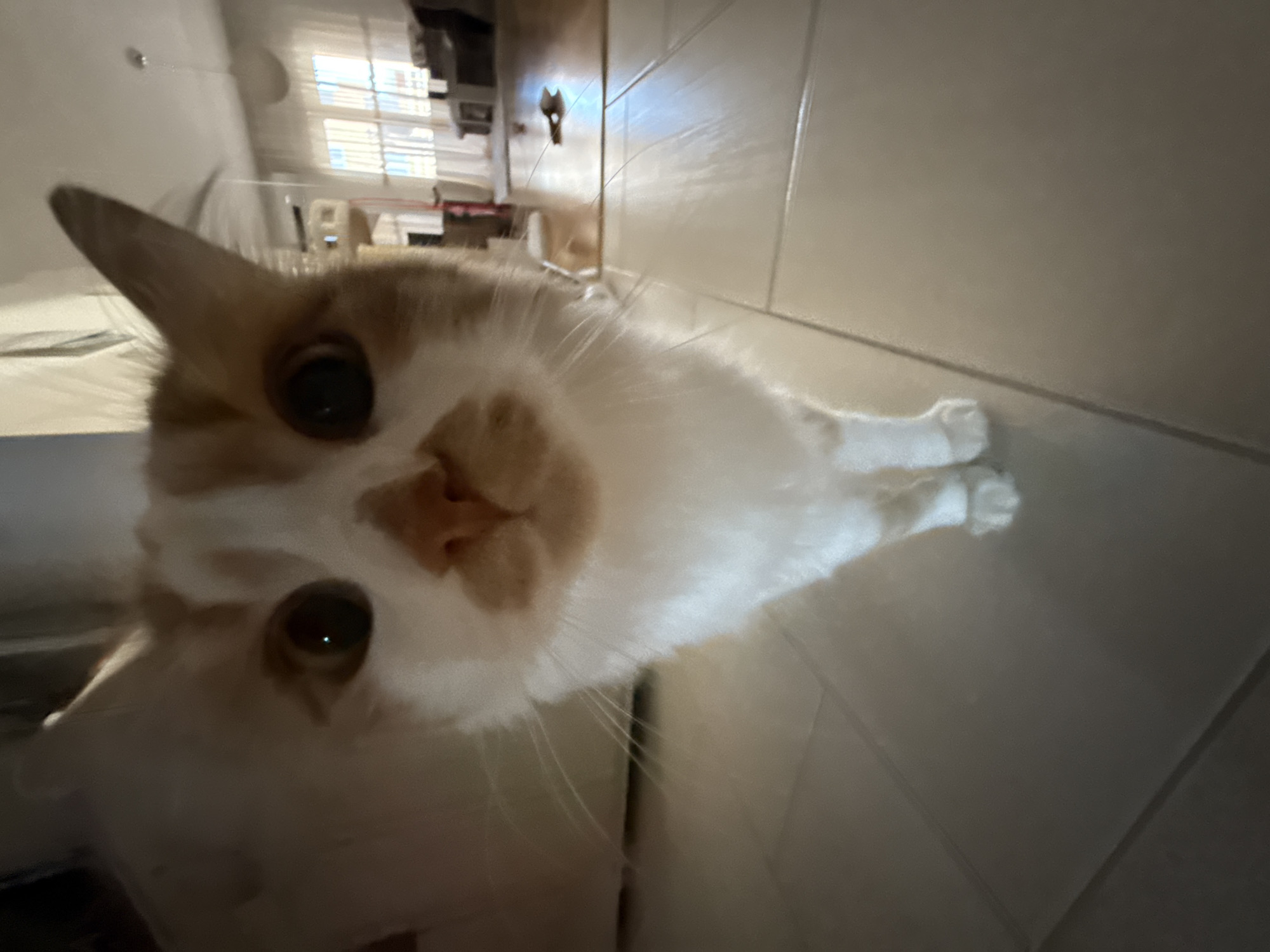 An extreme close-up, low-angle shot shows the face of an orange and white cat looking directly at the camera. The cat's fur is white on its chest and face, with orange patches on its head and ears. Its eyes are large and dark. The cat's nose is pinkish-orange. Its whiskers are long and white. The background is blurred, but appears to be an indoor setting with tiled flooring in the foreground and a living room area with furniture and windows in the distance. There are no people or other animals visible in the image. The lighting is dim, with a slight glow from a light source.