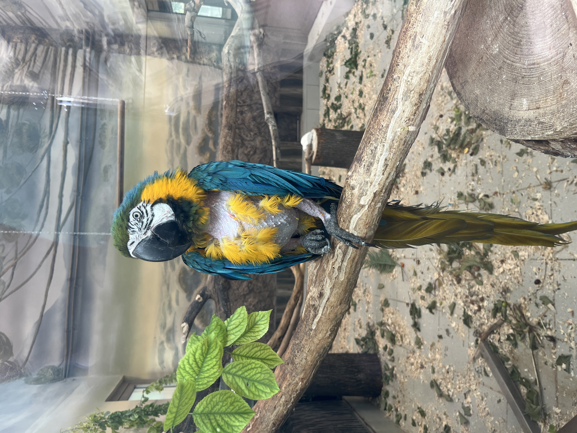 A blue and gold macaw sits on a branch inside an enclosure, likely at the Feldman Ecopark in Kharkiv, Ukraine. The bird is predominantly blue with yellow feathers on its chest and neck. Its face is white with blue and green markings around the eyes and head. The macaw appears to be missing some feathers on its chest and abdomen, revealing pale skin. Its feet, with sharp talons, grip the rough-barked branch. The enclosure floor is covered with wood chips and scattered leaves. In the background, artificial trees and branches are visible, along with a painted mural depicting a cloudy sky or mist-covered landscape. The scene is viewed through glass, indicated by reflections on the surface.
