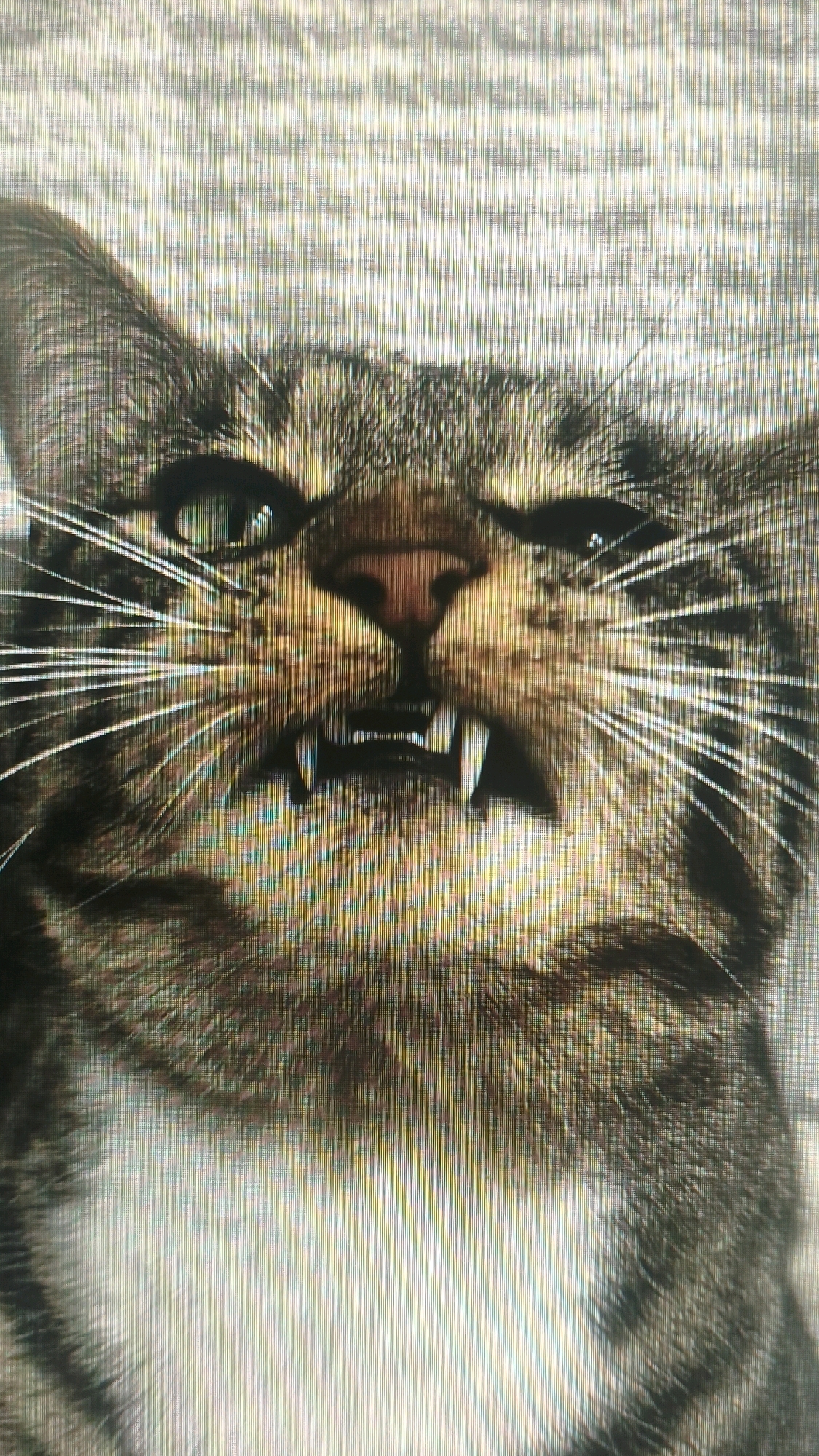 A close-up, head-on shot captures a tabby cat's face with its mouth open, revealing sharp teeth. The cat's eyes are green and partially closed, giving it a menacing or intense expression. Its whiskers are long and white, fanning out from its muzzle. The background is out of focus and appears to be a textured, light-colored surface. There is no indication of Mehnatabad, Uzbekistan in the image.