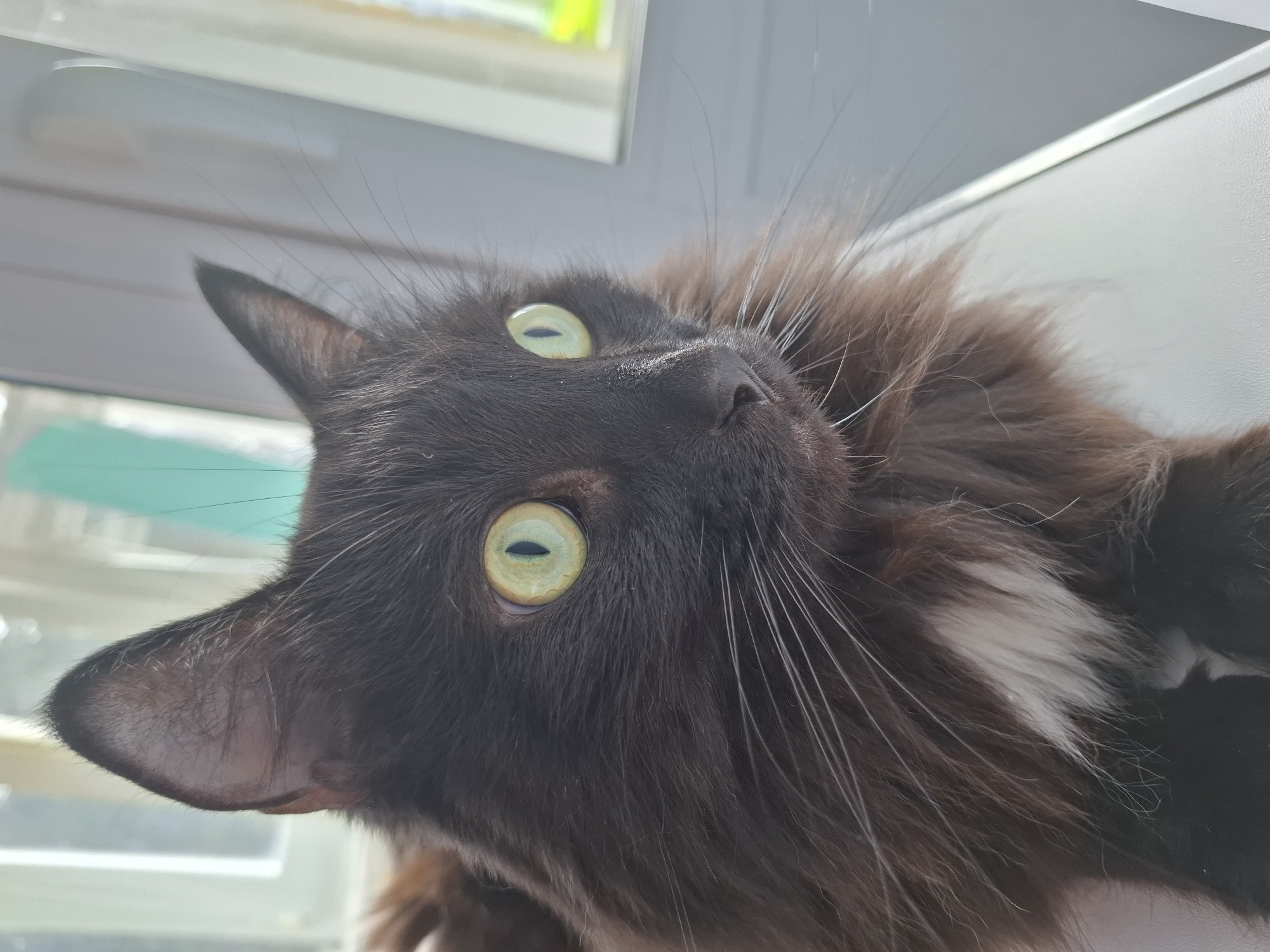 The image captures a close-up portrait of a long-haired domestic cat, photographed from a low angle looking upwards, in Chaikovsky, Russia. The cat's fur is predominantly dark brown or black, with a noticeable patch of white fur on its chest or neck. Its most striking feature is its pair of large, bright green eyes with vertical pupils, which are wide open and fixed intently upwards and slightly to the right, conveying a sense of curiosity and alertness.
Prominent long, white whiskers extend from the cat's muzzle. Its ears are pointed and erect. The cat appears to be resting or lying down, with its head tilted, possibly on a light-colored, reflective surface. The background is softly blurred, showing bright, indistinct shapes, suggesting an indoor setting with ample natural light, likely during the daytime. There are no human subjects or visible text.