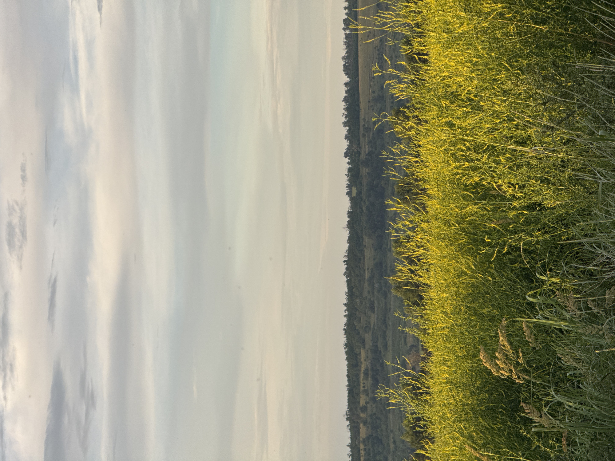 The image shows a landscape scene in Mikhaylovsk, Russia. The left side of the image is dominated by a sky with light, wispy clouds, suggesting it might be a partly cloudy day. The right side of the image features a dense field of tall, green grass and some yellow wildflowers. The lighting suggests it is either early morning or late afternoon, with the sun casting a warm glow on the vegetation. In the background, there is a gentle slope covered with trees and shrubs, indicating a rural or natural setting. The overall mood is peaceful and serene, characteristic of a quiet countryside landscape. There is no visible text in the image.