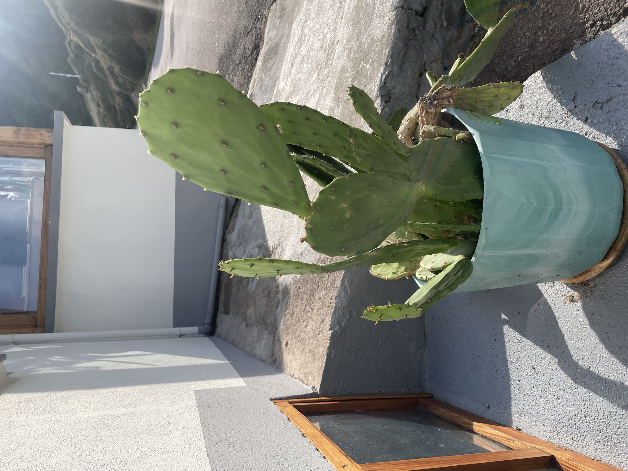 An outdoor, low-angle, eye-level shot captures a prickly pear cactus in a teal ceramic pot. The cactus, with its paddle-shaped green segments and small spines, is positioned on a grey concrete surface. To the left, a textured white wall with a grey lower band and a wooden-framed window with glass is visible. The background shows a sloping paved area leading to a natural, hilly landscape under a bright sky with sunlight casting distinct shadows. The scene is devoid of any people or animals.