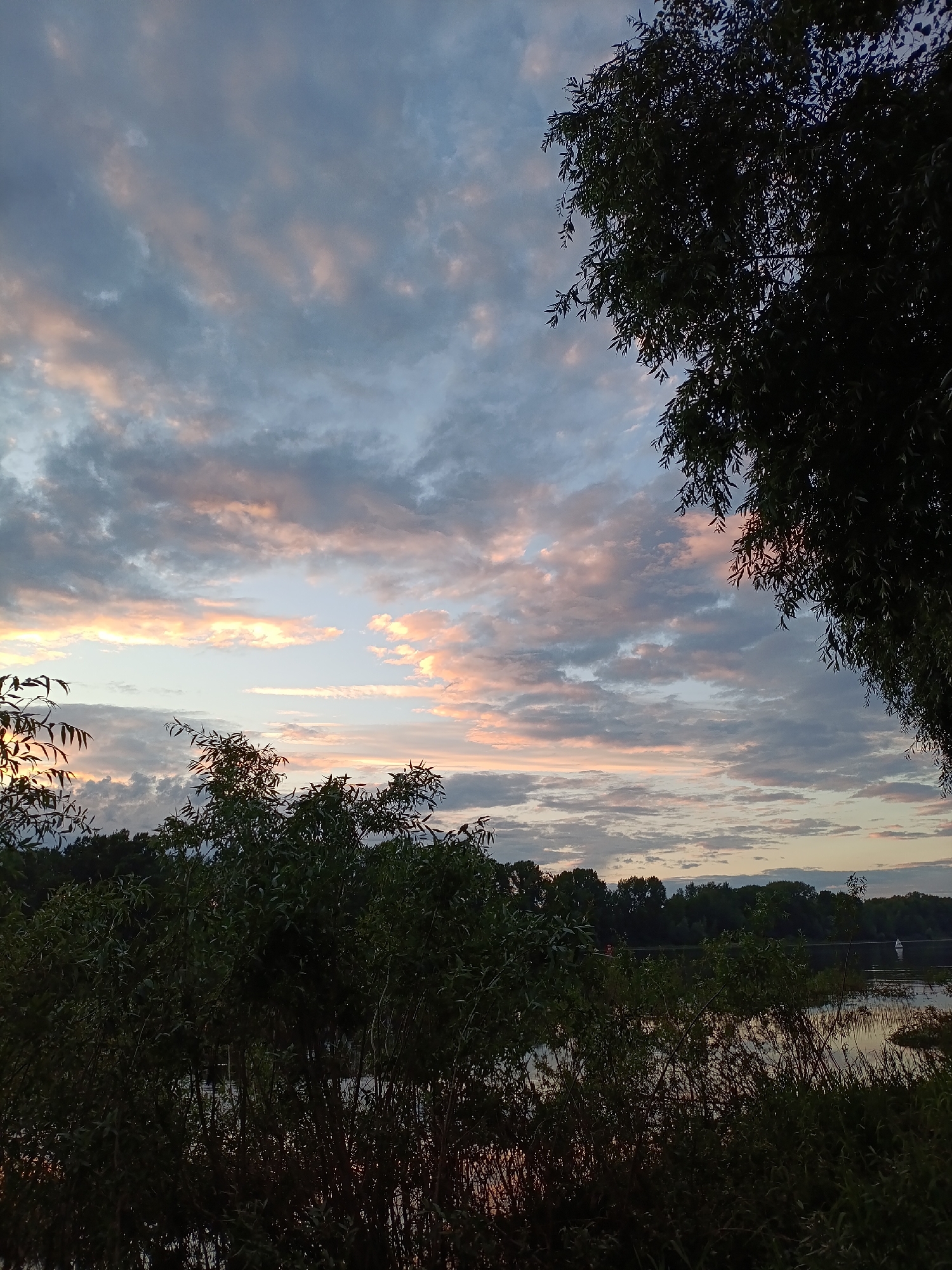 The image depicts a serene natural landscape with a body of water, trees, and a sky filled with clouds. The foreground is dominated by lush green foliage and branches of trees, some of which are silhouetted against the sky. A tranquil river or lake stretches across the middle ground, reflecting the soft hues of the sky. In the distance, a dense line of trees forms the horizon. The sky displays a beautiful blend of blue and scattered clouds, tinged with pastel pink and orange, suggesting either sunrise or sunset. A small, white sailboat is visible on the water in the far distance. The overall atmosphere is peaceful and picturesque. The scene is situated by the Kama River in Chaikovsky, Russia.