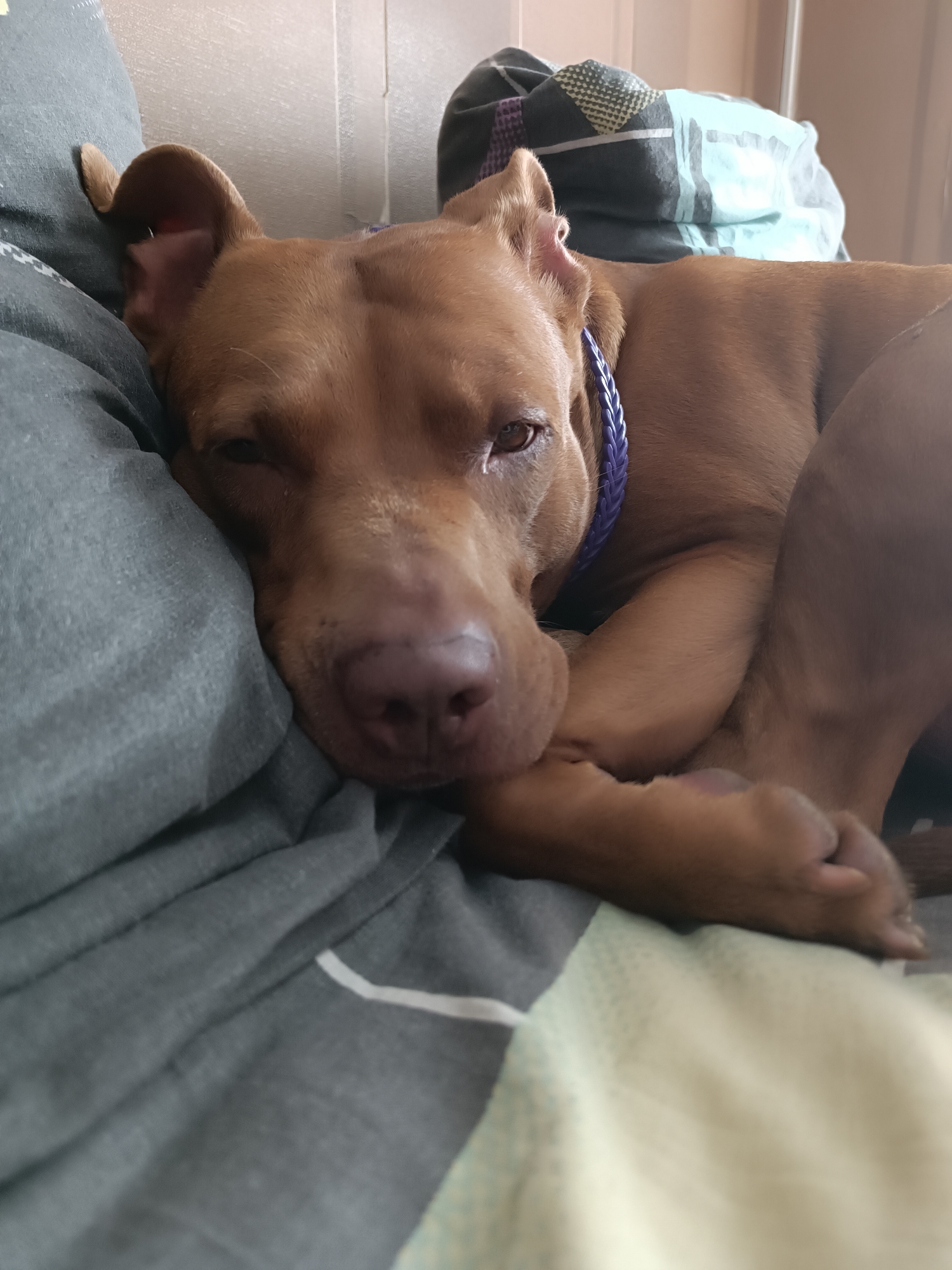 A brown dog with a purple collar is resting its head on a grey pillow. The dog is lying down on its side, with its paws crossed. The background consists of a bed with pillows and blankets. The scene appears to be indoors, likely in a bedroom.