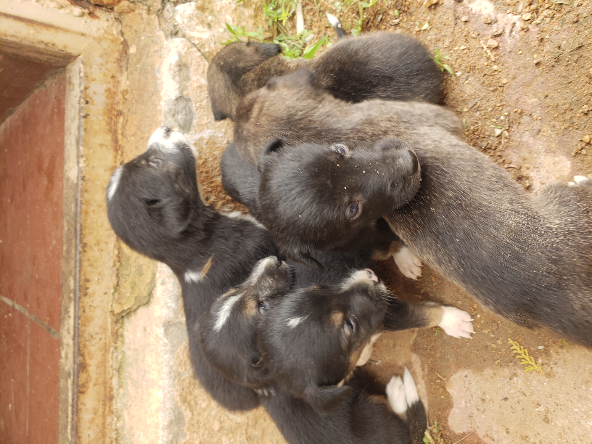This image depicts a close-up, eye-level view of a group of five puppies huddled together on sandy ground with some scattered small stones and a dry, thin plant sprig. In the background, there is a textured, reddish-brown tiled surface above a rough, concrete-like ledge with visible signs of wear and weathering, possibly a step or windowsill. The puppies are various shades of black and brown, with some having white markings on their faces and paws. Their eyes are open, and they appear to be resting. The lighting suggests an outdoor setting, possibly during the day. The location is specified as Sabon Tasha, Nigeria.