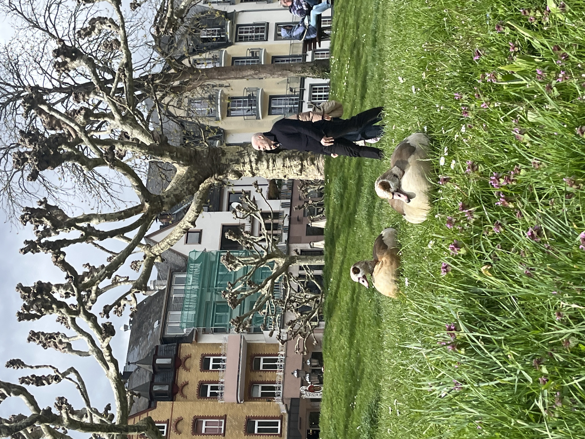 The image depicts a scene in Cochem, Germany. In the foreground are two Egyptian geese on a grassy area with wildflowers. Behind them, a man in dark clothing walks on the grass. In the background, buildings of varying colors and architectural styles are visible, and a bare tree with thick branches occupies the left side of the frame. The sky is overcast. Two people sit on a bench on the upper part of the image.