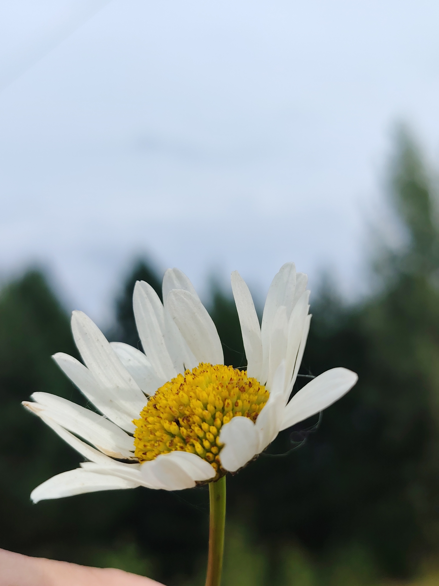 A close-up, side profile shot captures a single white daisy with a bright yellow center. The flower is held from below by a person's hand, which is partially visible at the bottom left of the frame. The petals of the daisy are white and slightly curved, with some appearing a bit worn. Fine, almost invisible strands, possibly spiderwebs, are attached to the petals. The background is softly blurred, showing a dark green line of trees against a pale, overcast sky. The image appears to be taken outdoors, likely in a natural setting such as a park or field. There are no specific landmarks or details to indicate the location within Прикамский, Russia. The lighting is diffused, suggesting it's not a sunny day.