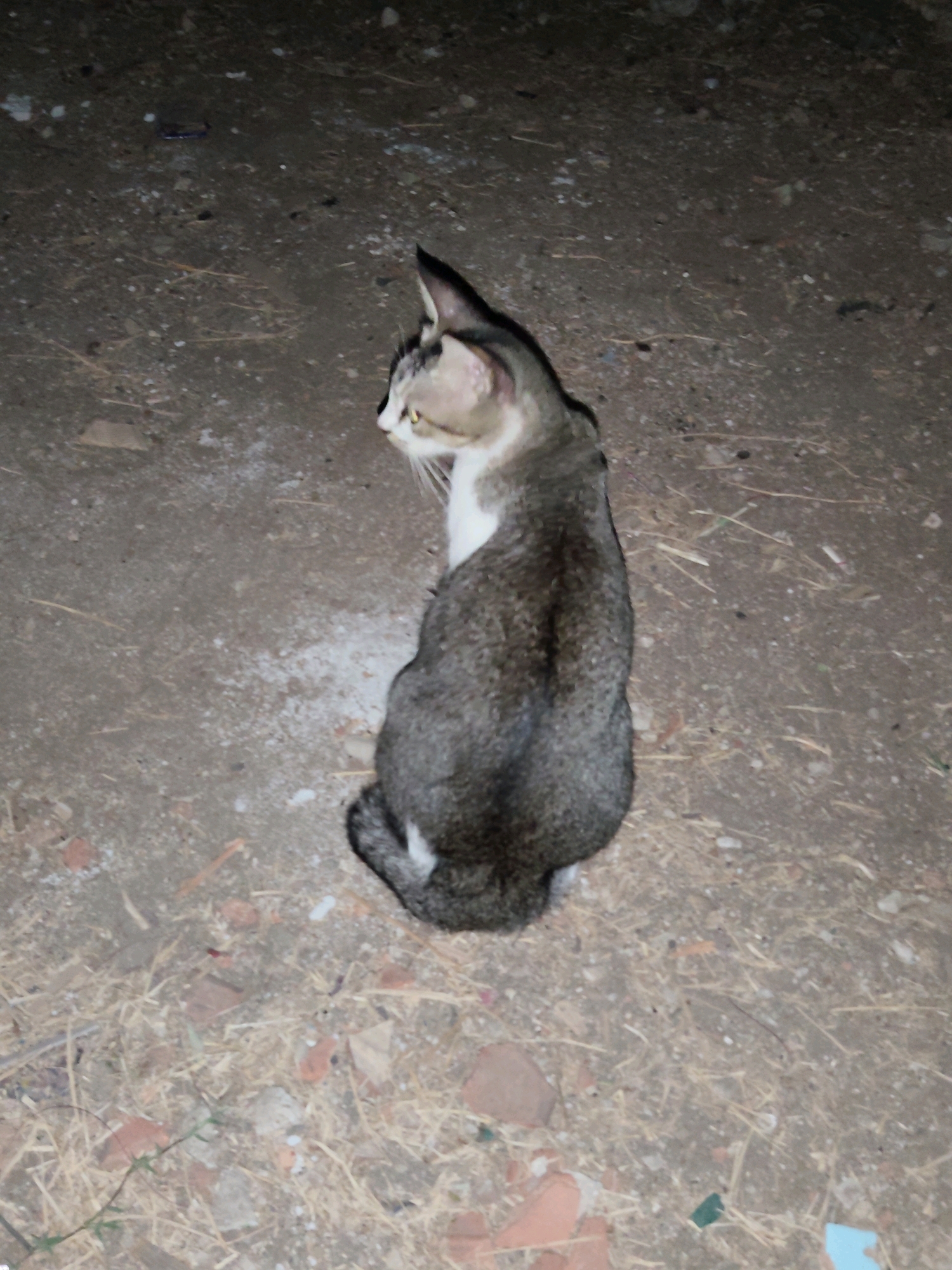 A tabby cat with white markings sits on a dirt ground. The cat is facing to the left with its head turned towards the camera. The ground is covered with dirt, small stones, and dried grass. Some broken pieces of terracotta are scattered on the ground. There is no indication of the specific location within Purwakarta, Indonesia.