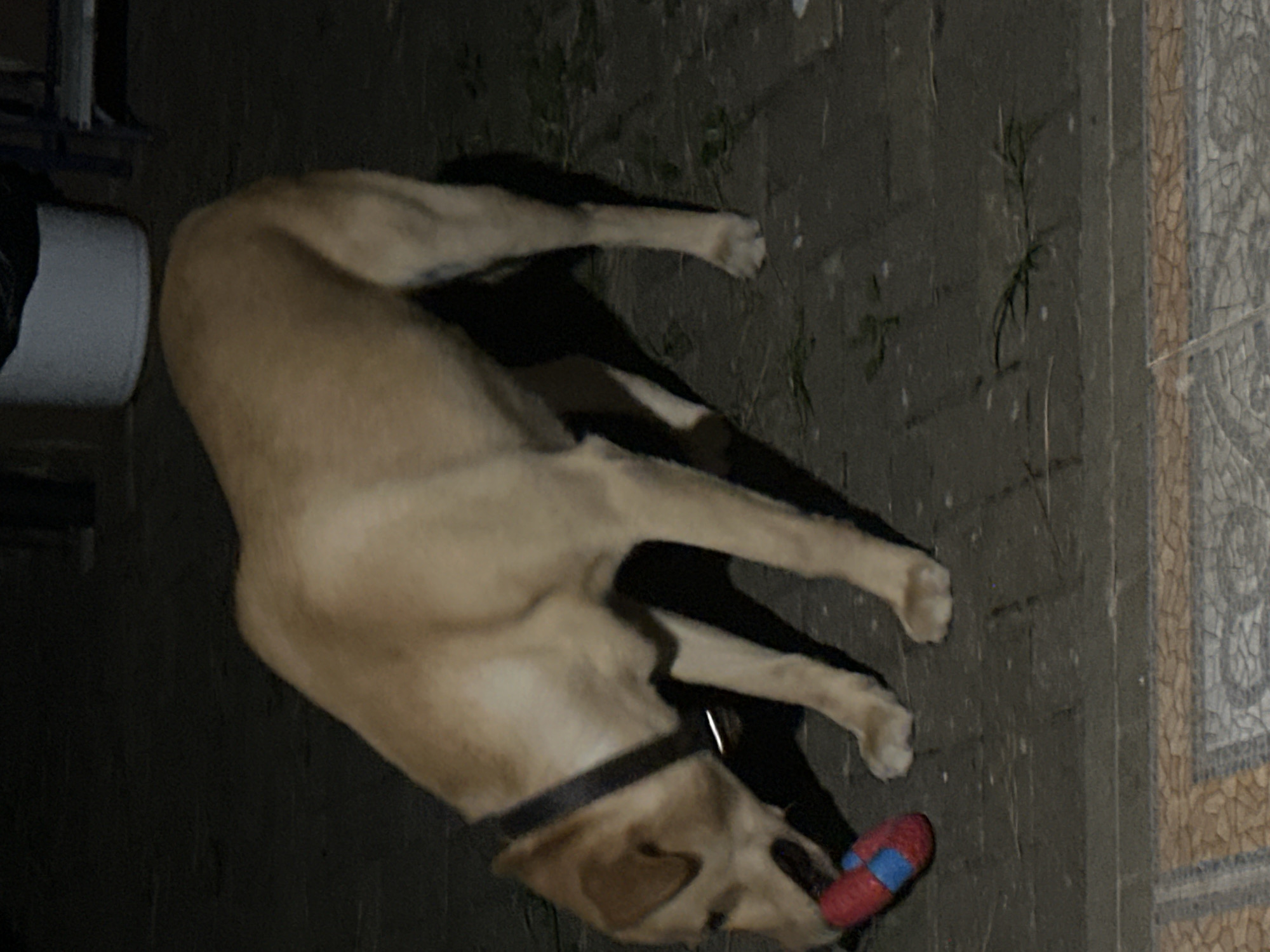 A light brown dog is standing on a paved surface at night, holding a red and blue toy in its mouth. The dog is wearing a dark collar. The background is dark and out of focus, with hints of some structures and objects, possibly in an outdoor setting in Sochi, Russia. The paved surface appears to be made of interlocking bricks or stones. Some dry grass or leaves are visible on the ground. The lighting suggests it is nighttime, possibly from artificial sources.