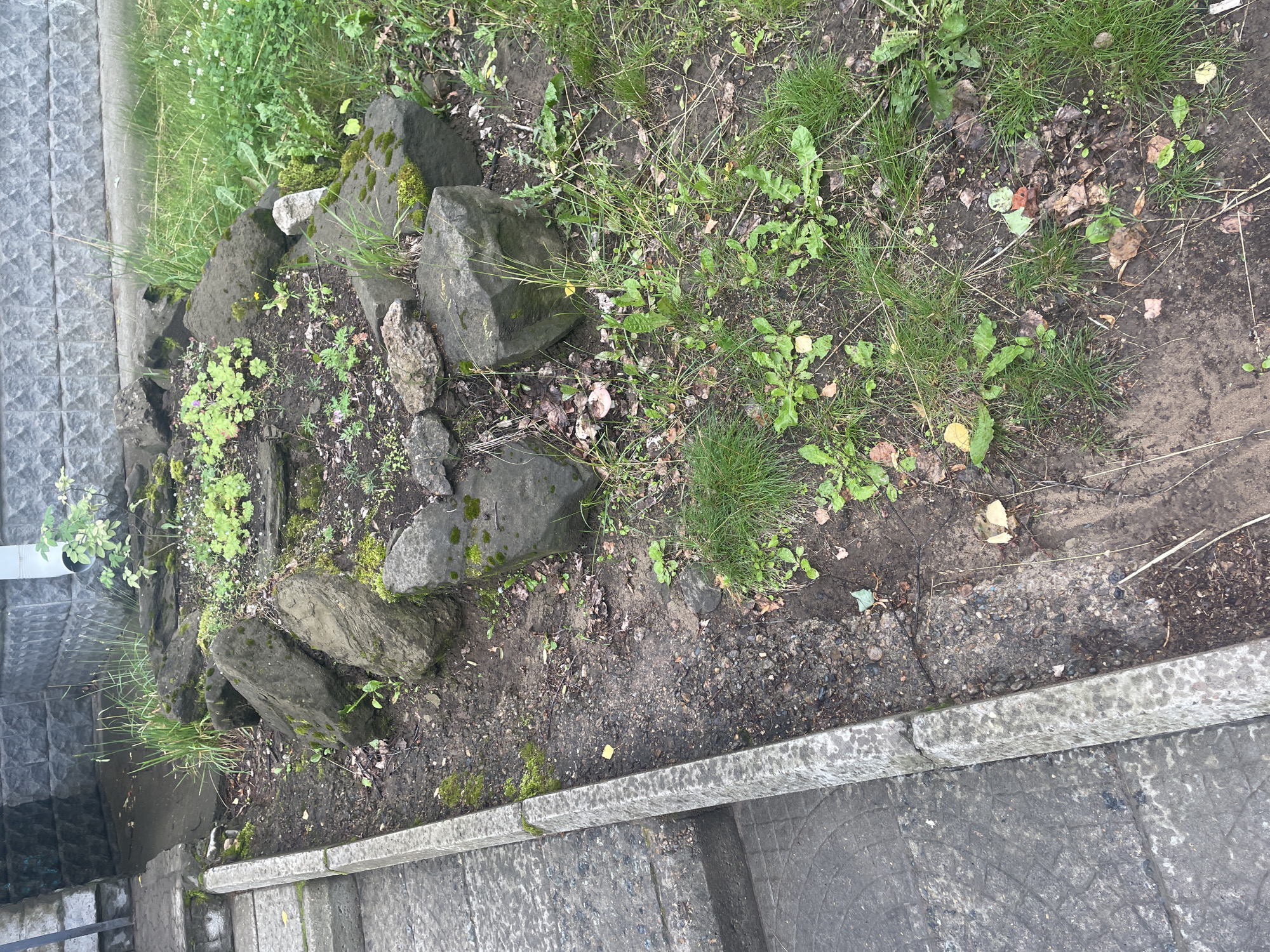 The image shows an outdoor scene featuring a small, overgrown garden area next to a paved walkway and a stone wall. The garden is comprised of several large, moss-covered rocks, some of which are partially submerged in the dark soil. Various green plants, including grass and leafy vegetation, are growing amongst the rocks and on the ground. There are also some fallen leaves scattered throughout the area. To the left of the garden is a grey, textured paved surface with visible steps, bordered by a concrete curb. A building with a patterned stone facade is visible in the background, with a white downspout to the right. The overall impression is one of an unkempt or naturalized outdoor space. The location is identified as Chaikovsky, Russia, suggesting this scene is likely in a residential or public area within that city. There are no people or animals present in the image.