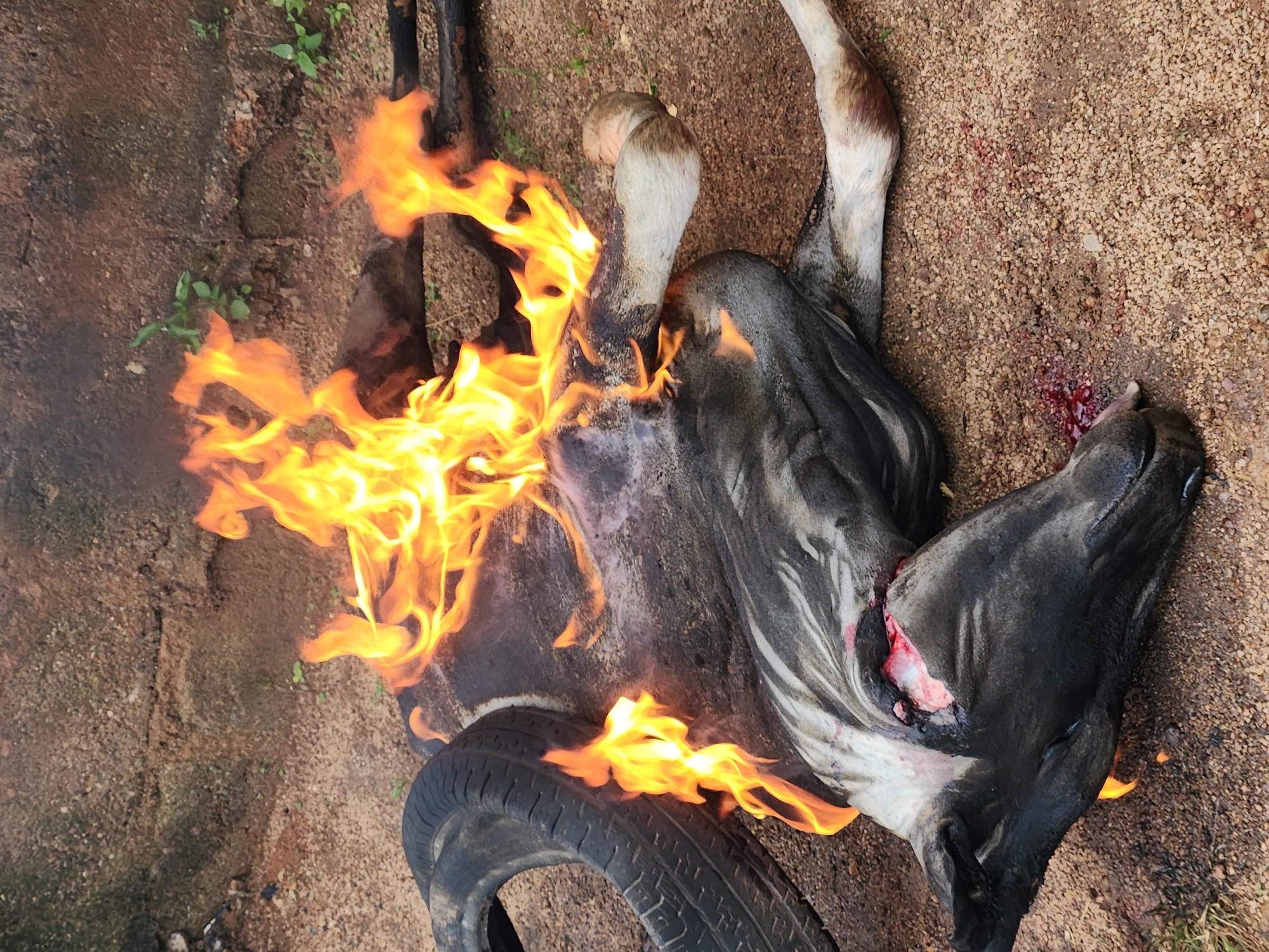 The image shows a dead animal, likely a cow, on the ground with flames engulfing its body. The animal appears to have been set on fire, possibly with a tire placed near its head. There are visible wounds and bloodstains on the ground, indicating the animal may have been killed or injured prior to being burned. The surroundings appear to be a dirt or gravel area, with a rough, textured wall or ground in the background. The scene suggests an act of violence or disposal of an animal carcass.