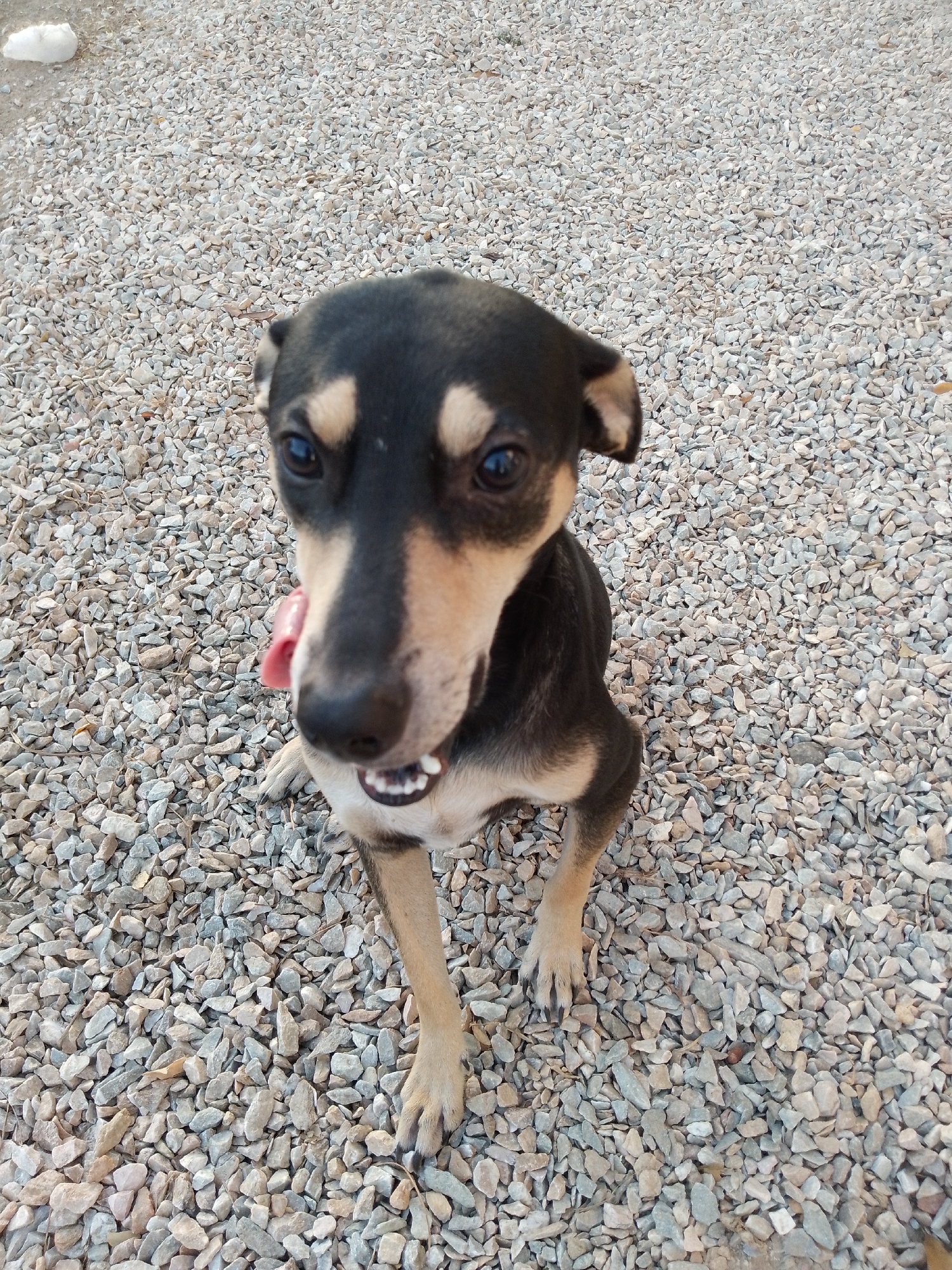 A medium-sized dog with black and tan coloring is sitting on a gravel surface. The dog is facing the camera with its tongue slightly out, and its front paws are extended forward. The gravel ground covers the entire background, with a small white object visible in the top left corner. The location is Porlamar, Venezuela.