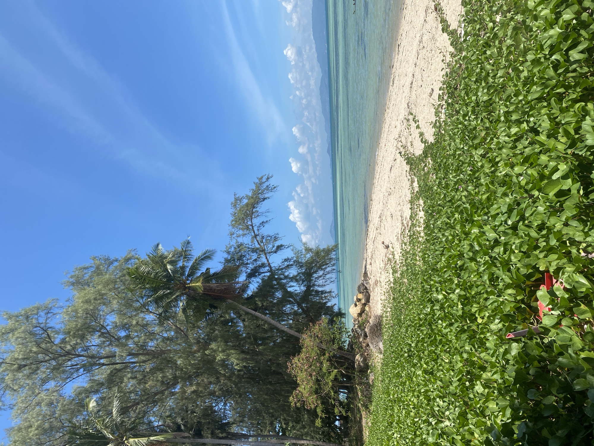 This media file captures a serene landscape of a tropical beach under a bright blue sky. The scene is dominated by natural elements, suggesting a tranquil and untouched environment.
In the foreground and along the right side, lush, dense green ground cover, possibly beach morning glory, sprawls across the sand. A small, partially obscured red object is visible within this foliage on the far right. A wide strip of light-colored sandy beach extends from the foreground into the distance, separating the vegetation from the ocean.
On the left side of the image, a variety of tropical trees stand tall, providing shade. These include prominent palm trees, one of which leans gently over the beach, and dense casuarina trees with their wispy foliage. Some rocks are visible at the water's edge, nestled among the base of these trees.
The clear turquoise ocean stretches across the midground to the background, showcasing varying shades of blue and green, indicating different depths. The water appears calm and inviting. In the far distance, a faint outline of mountains or hills can be seen across the expanse of the ocean.
The sky above is a vibrant blue, adorned with a few wispy, stretched-out white clouds, typical of fair weather. The bright lighting suggests it is daytime, likely late morning or early afternoon. No people or animals are visible, emphasizing the peaceful and natural state of the beach. The overall setting is consistent with a tropical coastal area, such as Moo 1, Thailand. There is no visible text in the image.
