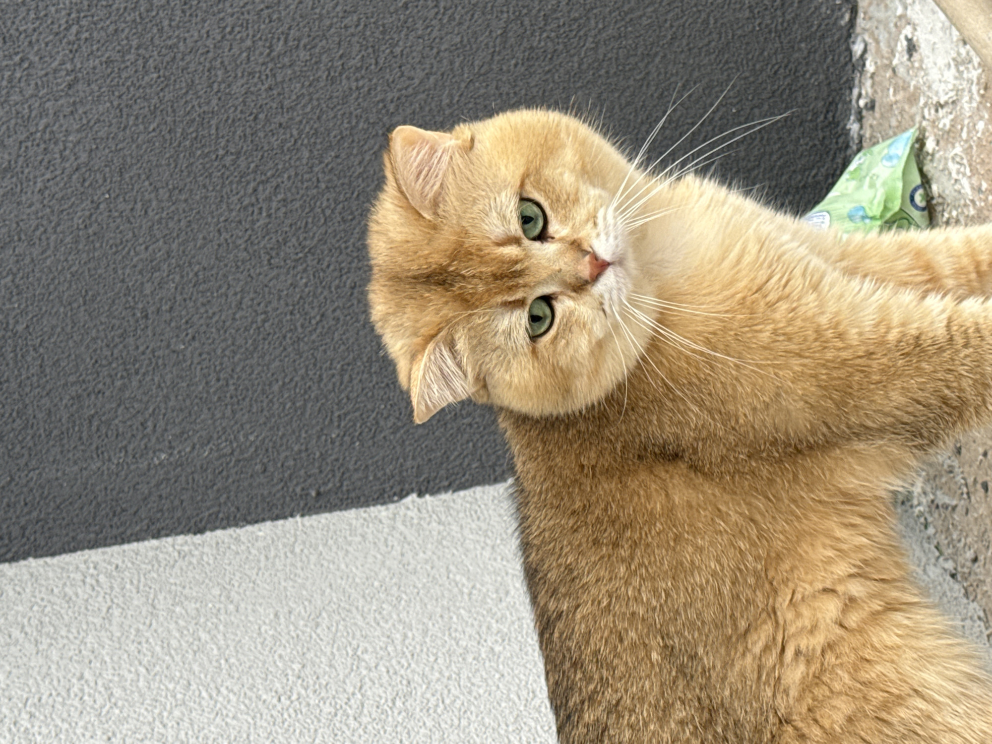 A medium shot captures a golden British Shorthair cat with green eyes, standing outdoors. The cat is facing forward, its body angled slightly to the left, with its head turned towards the camera. Behind the cat, a textured wall divides into two distinct sections: a lighter, off-white area on the left and a darker, charcoal grey area on the right. The ground beneath the cat is a rough, concrete-like surface, and a crumpled green plastic bag is visible near its front paws. The scene suggests an urban setting, possibly in the city of Yurukovo, Bulgaria, given the context. The lighting appears to be natural daylight, casting soft shadows and highlighting the cat's fur.