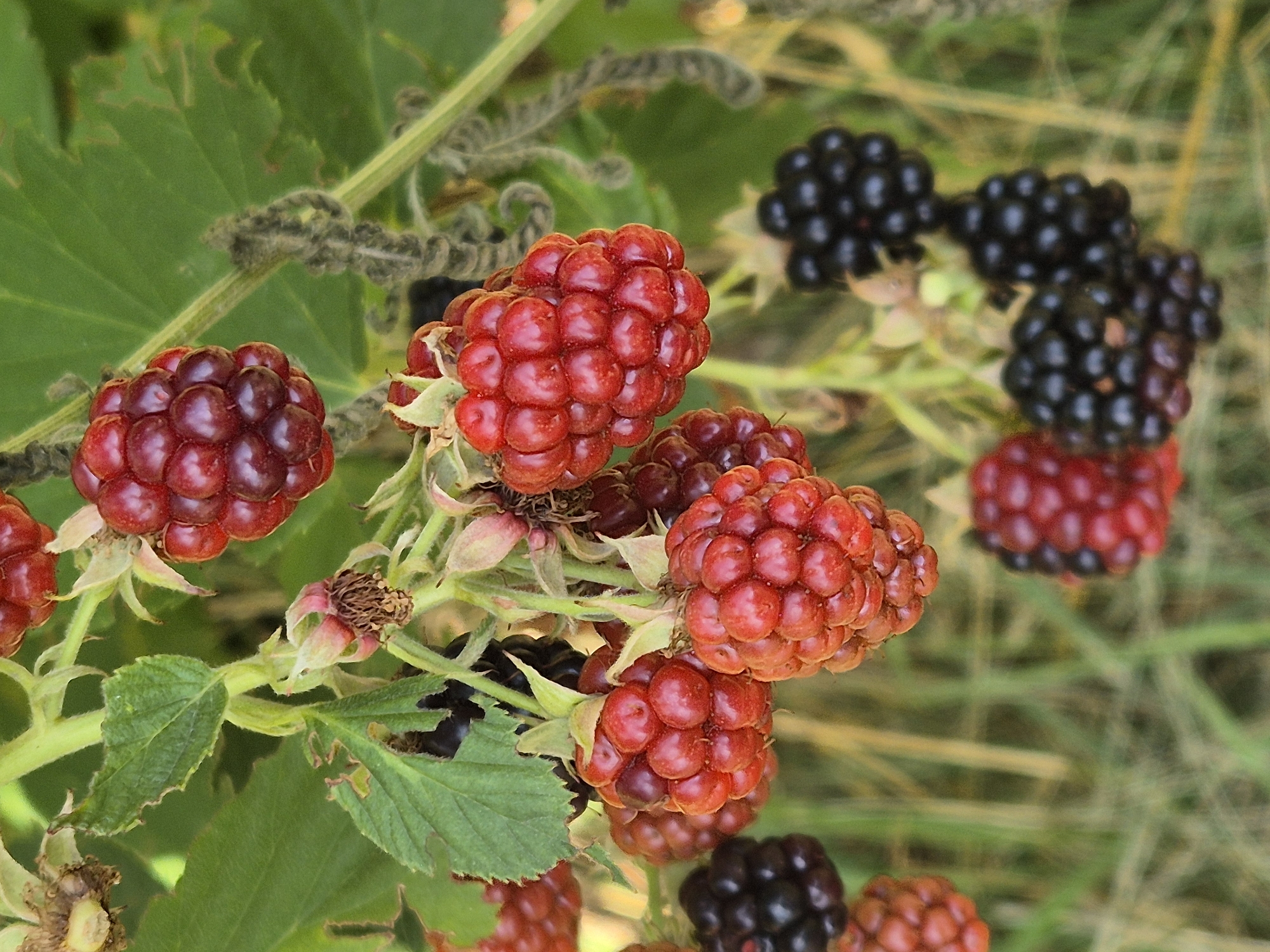 The image shows a close-up view of ripening blackberries on a bush, with a shallow depth of field that blurs the background of greenery and straw-colored grass. The berries are clustered on stems, with some appearing dark purple and ripe, while others are a vibrant red, indicating different stages of ripeness. The leaves of the bush are visible, some showing signs of insect damage. The scene is set outdoors, suggesting a natural environment. There are no people, animals, or man-made structures depicted in the image. The context of Sozonivka, Ukraine, is provided as the location for this natural setting.