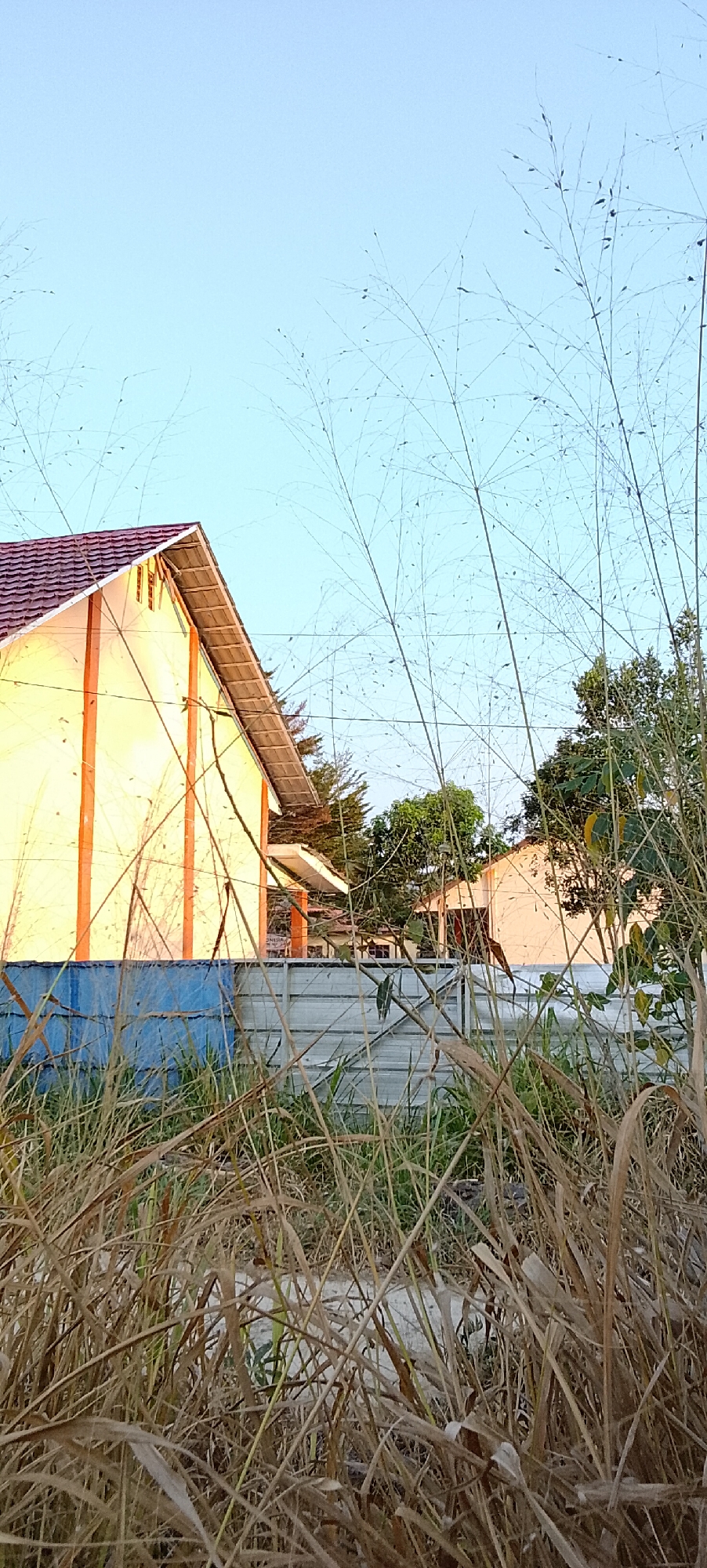 The image captures a view of a yellow building with a reddish-brown tiled roof, possibly part of a school or administrative complex in Padang Dalom, Indonesia. The building's facade is illuminated by warm sunlight, with vertical orange stripes accentuating its design. In the foreground, dry, tall grass and thin, wispy stalks of vegetation obscure the lower portion of the scene. A blue fence runs horizontally in front of a lighter-colored fence, separating the building from the foreground. Beyond the yellow building, another light-colored building with a similar roofline is visible, partially obscured by green foliage. The sky is a clear, pale blue, suggesting it is either early morning or late afternoon. The overall impression is one of a quiet, possibly rural or suburban setting in Indonesia.