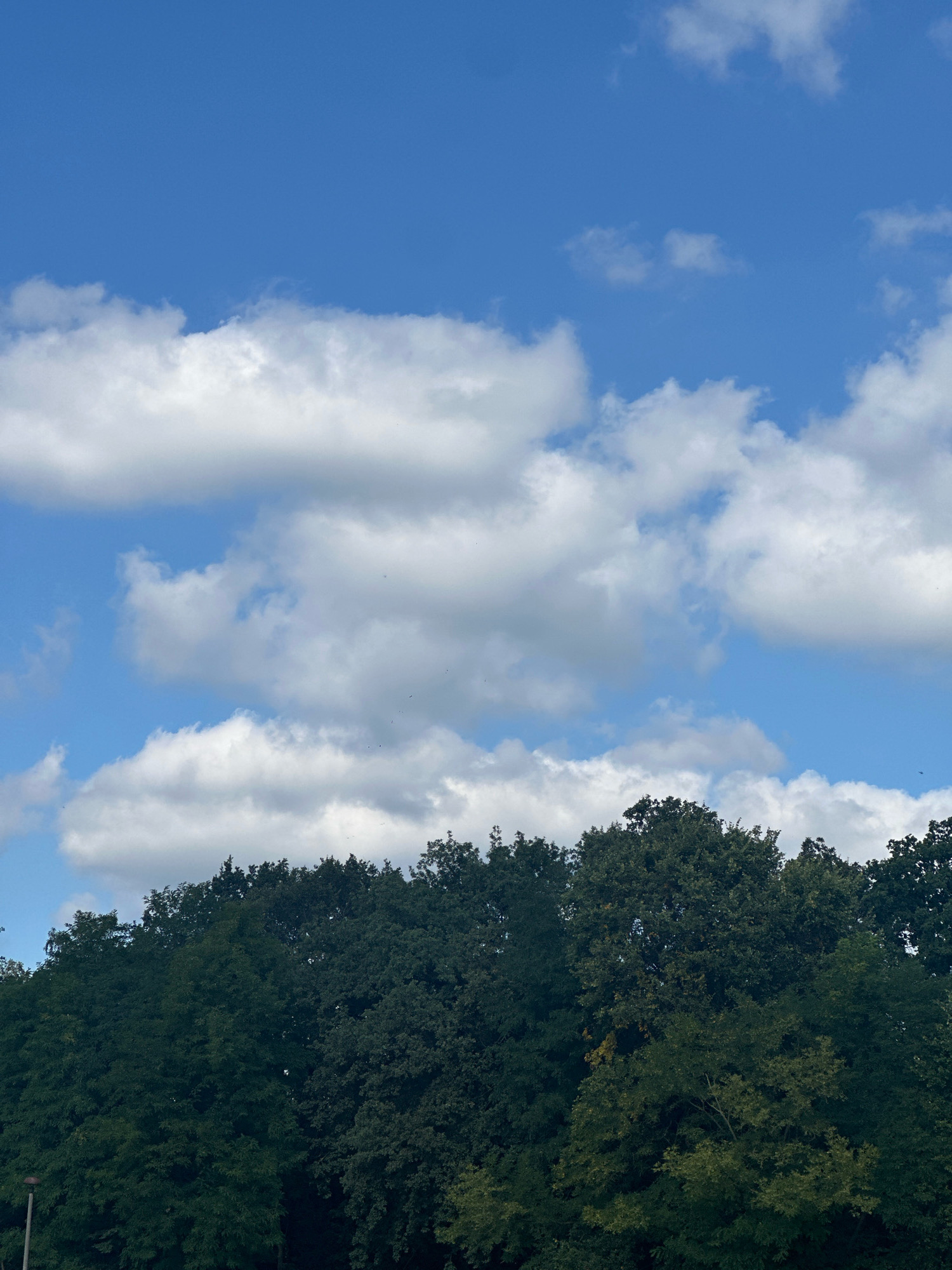 The image depicts a canopy of dense green trees against a bright blue sky filled with fluffy white clouds. The trees form a thick, undulating line across the lower portion of the frame, with their dark green foliage obscuring the ground below. The sky dominates the upper two-thirds of the image, showcasing a variety of cloud formations, some thin and wispy, others more substantial and rounded. Several small, dark specks, possibly birds or insects, are visible scattered within the sky. The overall impression is that of a natural landscape, likely a park or forested area, on a clear, partly cloudy day in Malschwitz - Malešecy, Germany. No people or specific man-made structures are prominently visible, suggesting a focus on the natural environment.