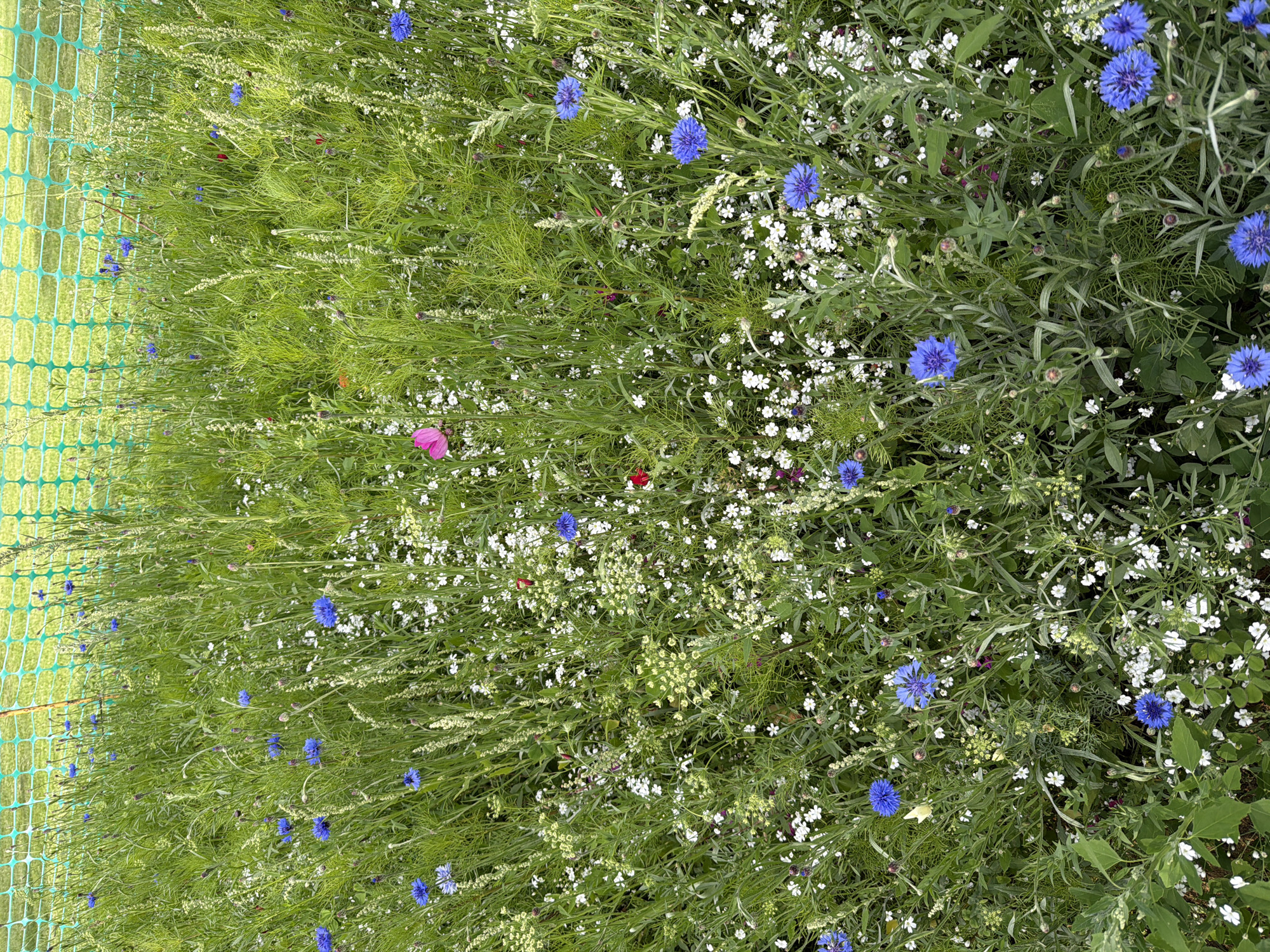 This is a high-angle, full-shot, outdoor photograph taken in a wildflower meadow. In the foreground, numerous blue cornflowers and smaller white flowers are interspersed with tall green grass. A bright pink butterfly is visible in the upper middle portion of the image, and a single red flower is situated to its left. In the background, a bright green mesh fence borders the meadow. The scene depicts a natural, uncultivated area with a focus on the diverse flora. The location is not specified, but the photograph captures a serene natural setting.