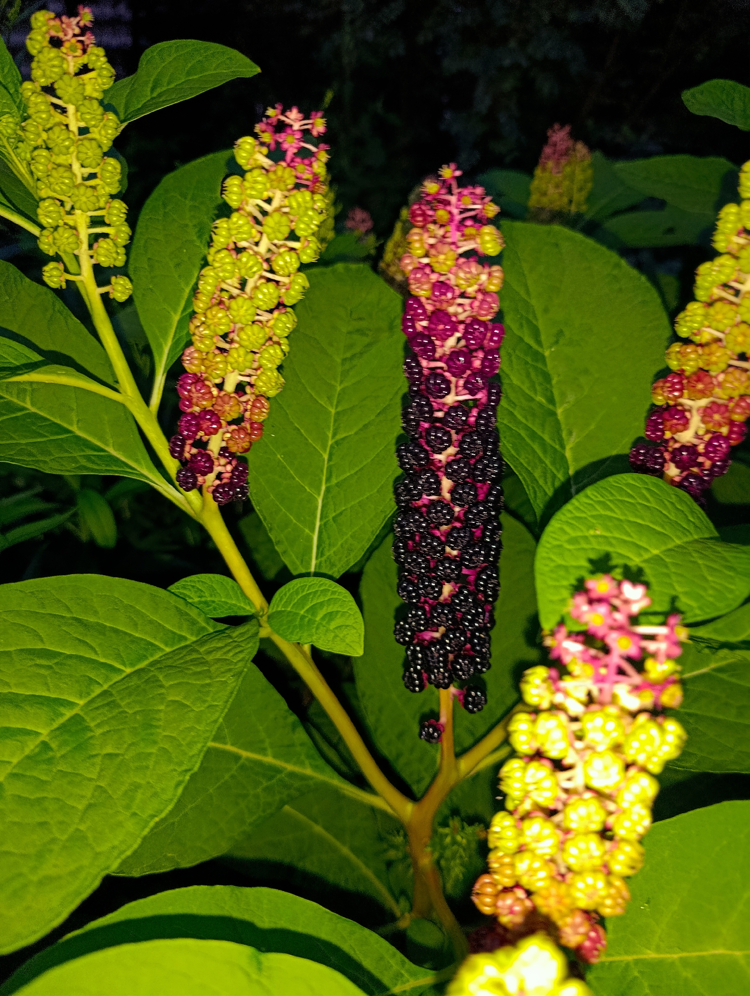 The image shows a close-up of a plant with clusters of berries and leaves. The berries are in various stages of ripeness, ranging from green to dark purple. The leaves are large and green. The lighting suggests it is either dusk or night. There are no people or animals visible in the image. The image does not contain any information that would allow for its location to be determined, including in the city of Chaikovsky, Russia.