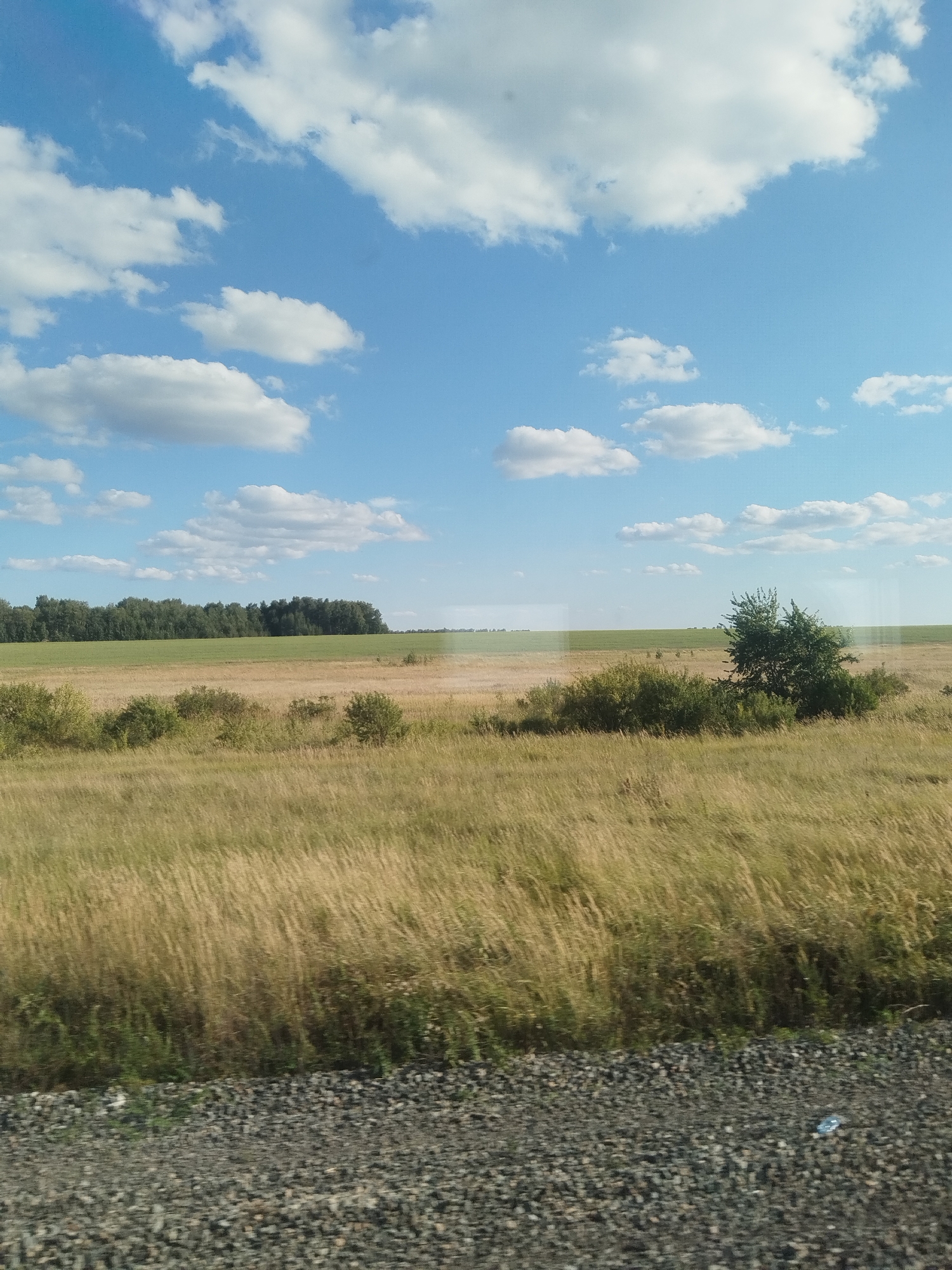 A sunny day with scattered white clouds over a rural landscape near Shubinskoe, Russia. The foreground consists of a gravelly track running horizontally across the bottom of the frame. Beyond the track, a field of dry, yellowish-brown grass stretches towards a line of green trees in the middle ground. Further in the distance, a green field is visible, meeting the horizon under the bright blue sky. A single, bushy green tree stands prominently in the middle right of the frame, with smaller green bushes scattered throughout the grassy field. The overall scene depicts a natural, undeveloped environment.